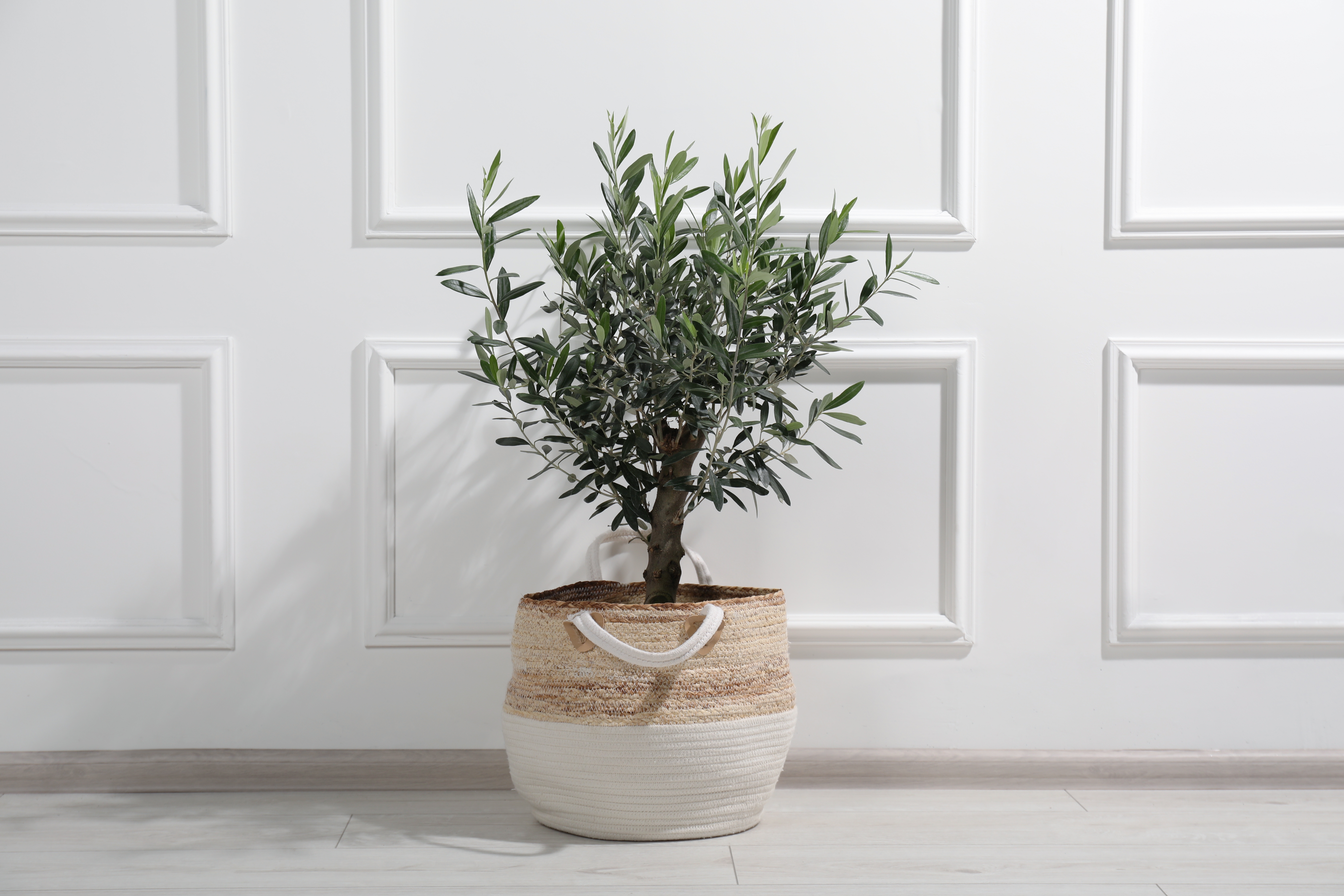 A real potted olive tree in a cool sunroom on a winter morning, pale sunlight filtering through windows