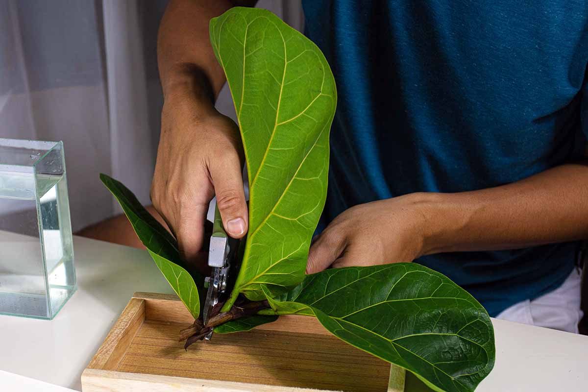 A real rubber plant (Ficus elastica) stem cutting with one leaf, freshly cut and resting beside clean pruning shears on a wooden table in bright indoor light