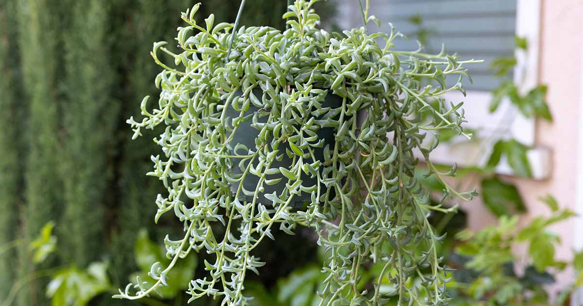 Featured image for String of Dolphins Care and Propagation