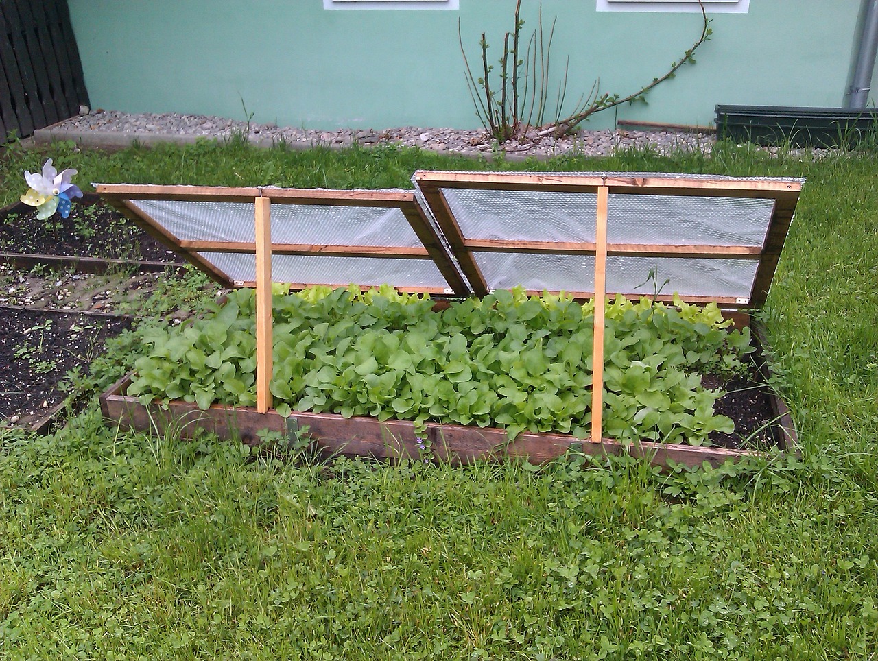 A real wooden cold frame with a clear lid sitting on a backyard raised bed in early spring sunlight, with small green seedlings inside