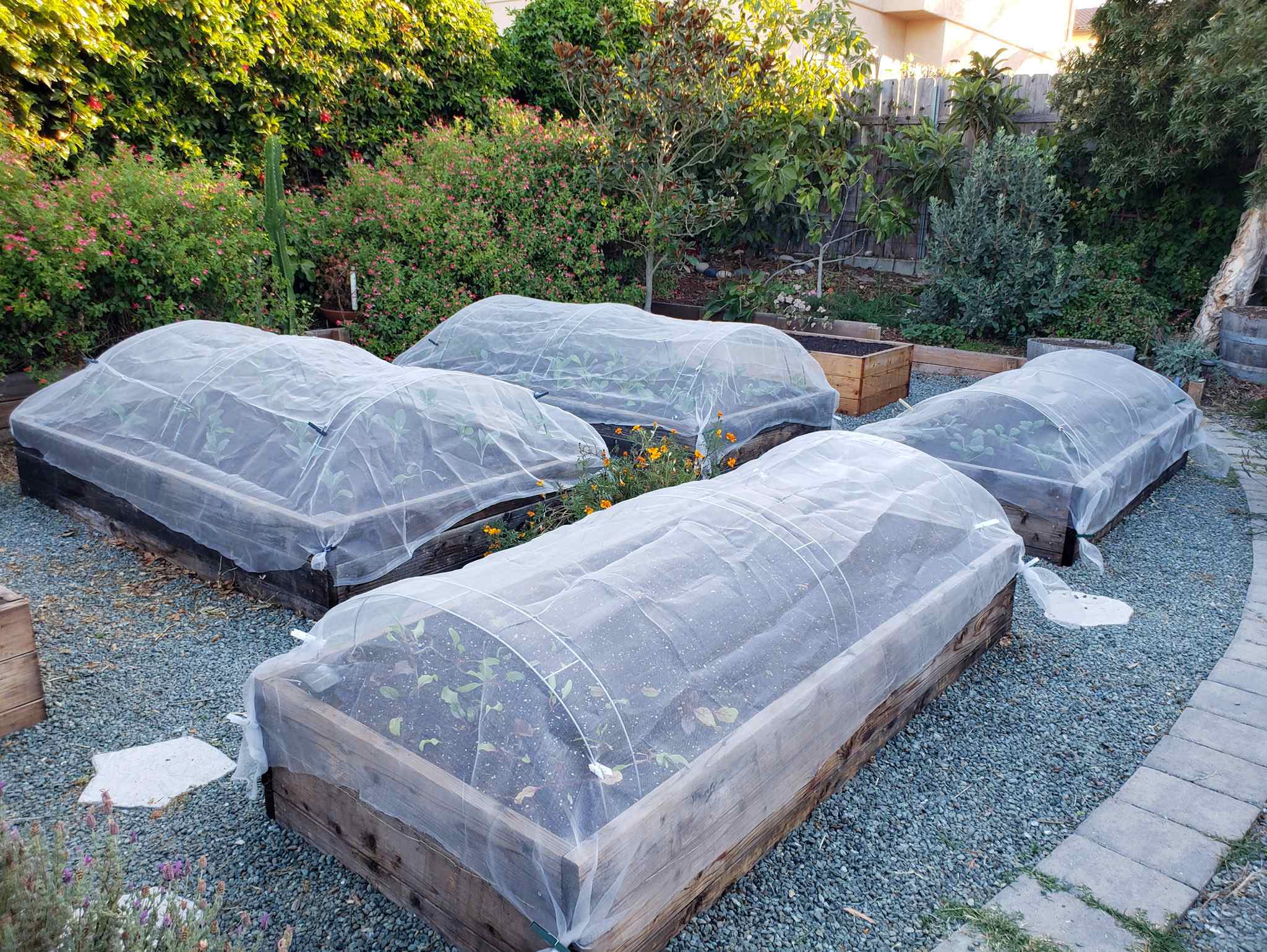 A realistic backyard vegetable bed covered with white floating row cover fabric supported by hoop supports, edges pinned down with soil and garden staples in bright daylight