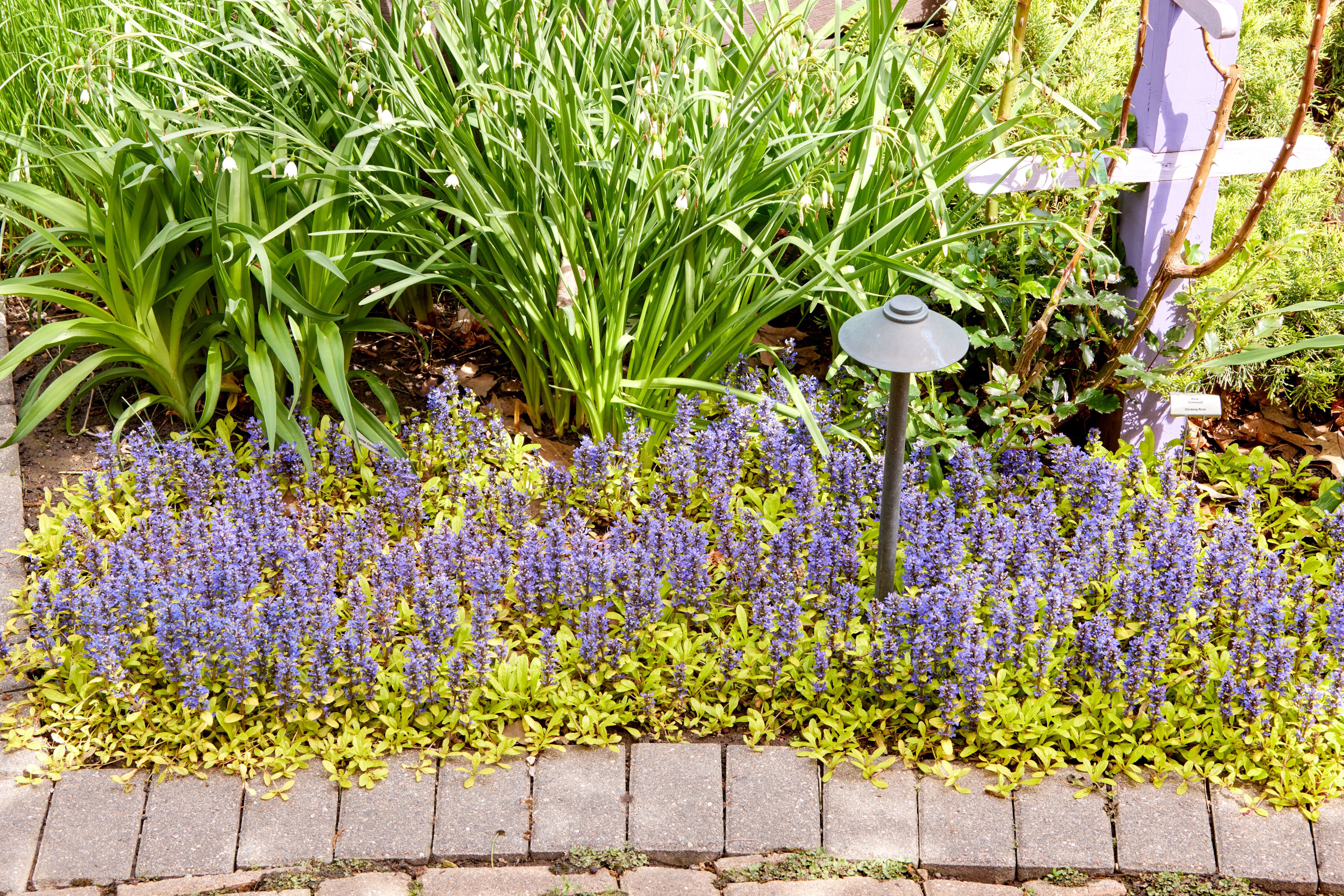 A realistic garden photo of a dense perennial flower border with healthy groundcover and mulch, leaving very little bare soil