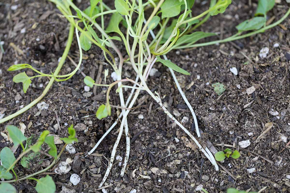 A realistic garden photo of freshly turned soil with pale bindweed roots and broken rhizome pieces visible in the dirt