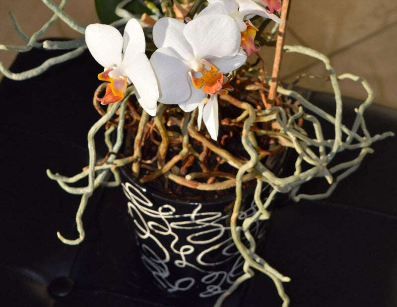 A realistic photo of a blooming Phalaenopsis orchid on a bright windowsill with several silvery aerial roots arching over the rim of a clear pot, natural indoor light