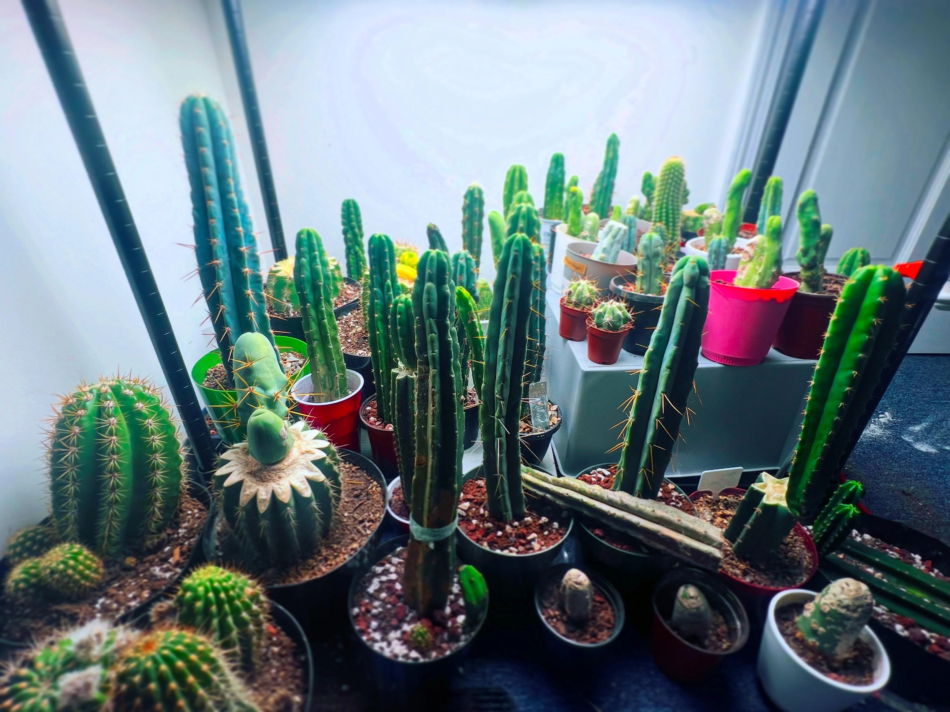 A realistic photo of a small cactus collection on a shelf under an LED grow light, with compact growth and warm indoor setting