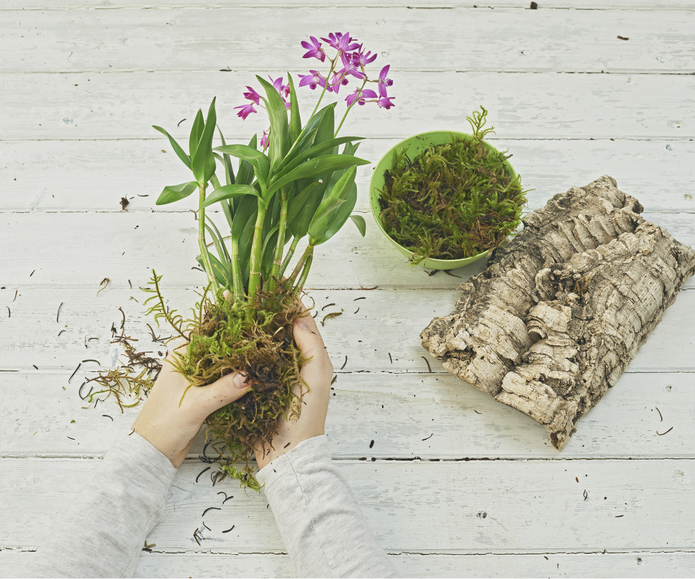 A realistic photo of hands repotting an orchid into a clear plastic pot using chunky bark mix on a kitchen table, with clean scissors and loose bark nearby