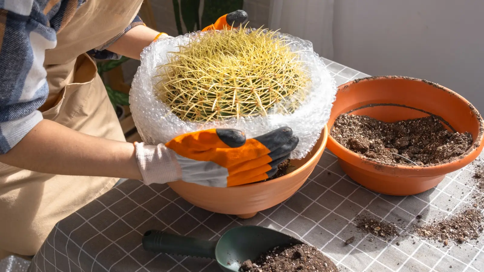A realistic photo of hands wearing thick gloves holding a small cactus while repotting it into a terracotta pot on a potting bench