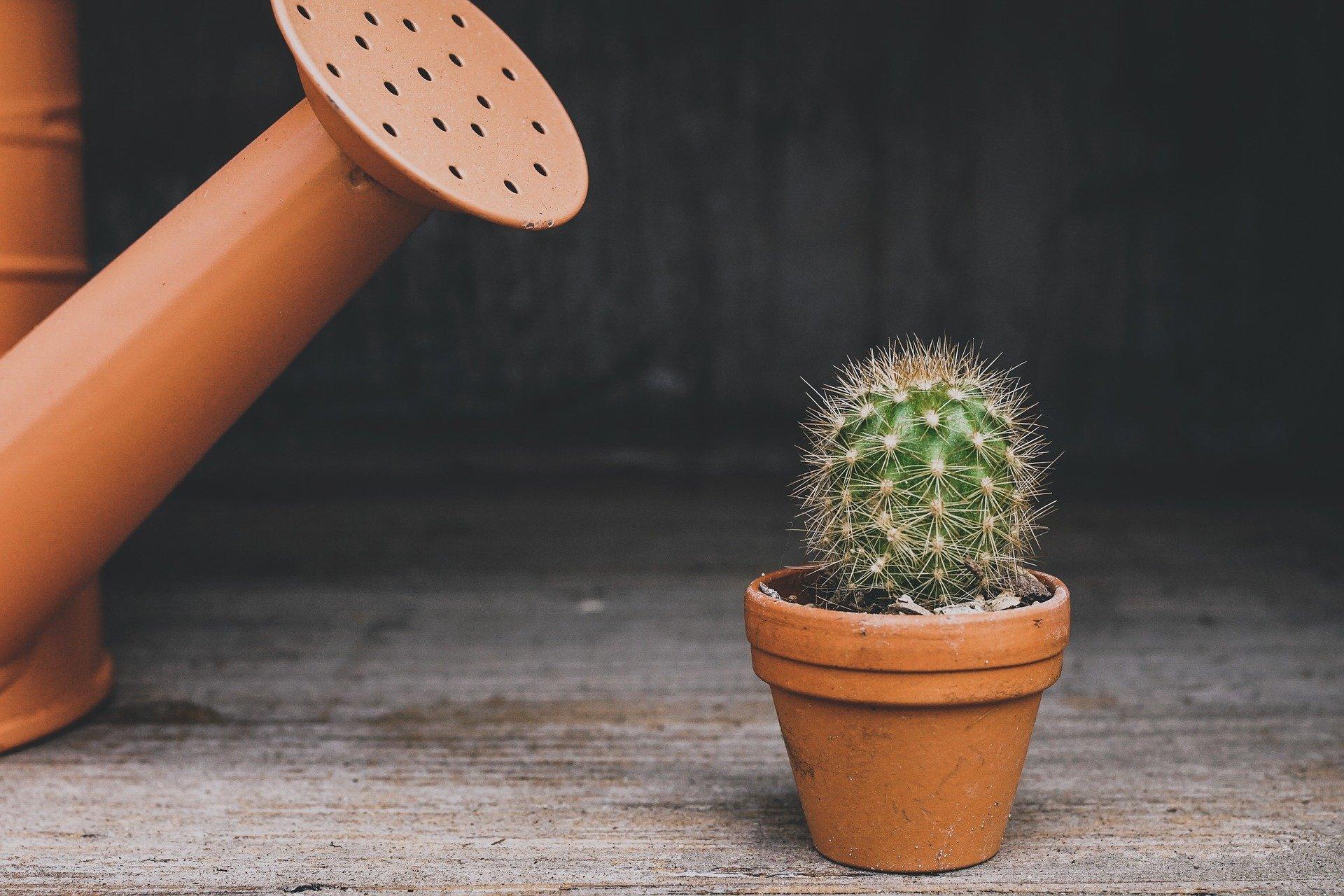 A realistic photo of someone watering a small cactus in a terracotta pot in a kitchen sink, water draining out the bottom