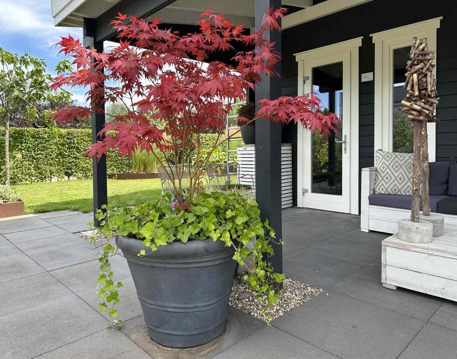 Featured image for Japanese Maple Care in Containers