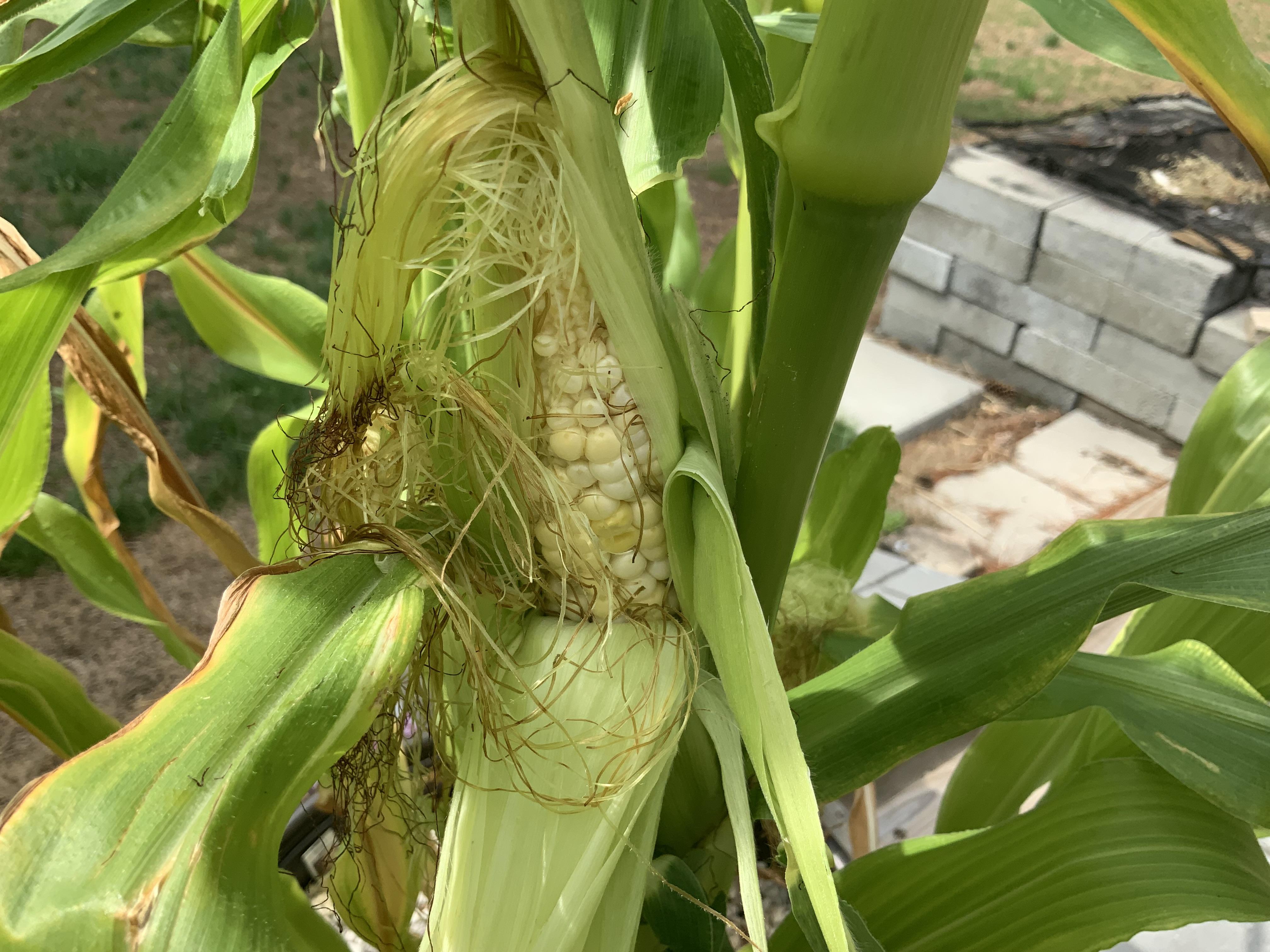 Featured image for When to Harvest Corn