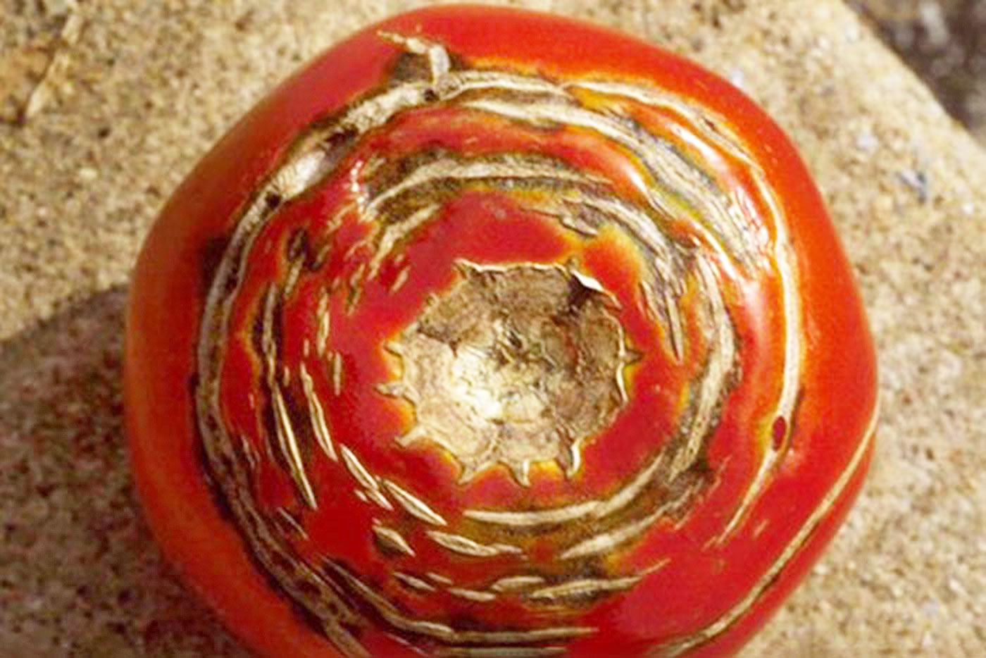 A ripe tomato held in a gardener's hand showing circular ring cracks around the shoulder near the stem