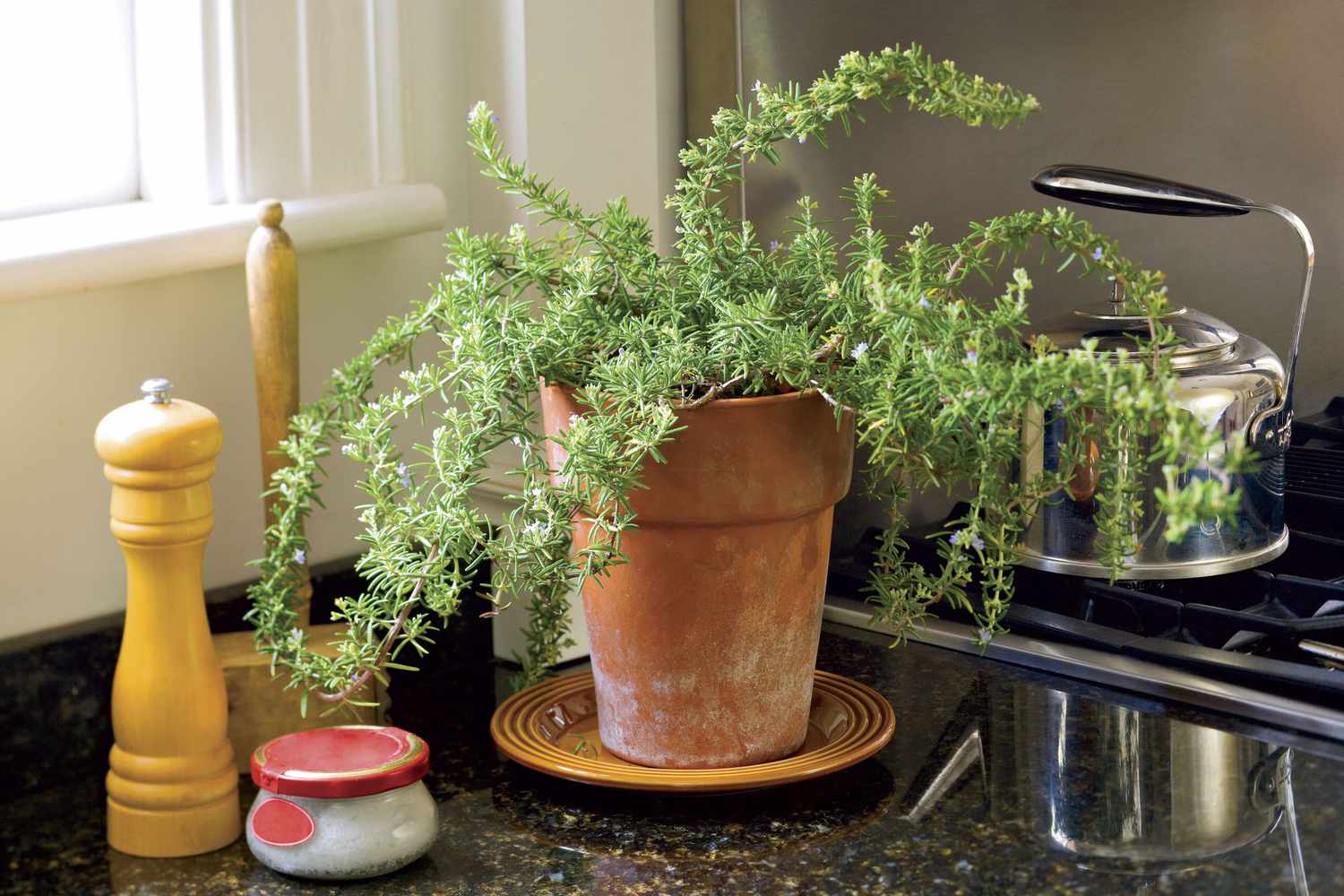 A rosemary plant in a clay pot placed near a bright window indoors during winter, with soft daylight and a light curtain in the background, photorealistic