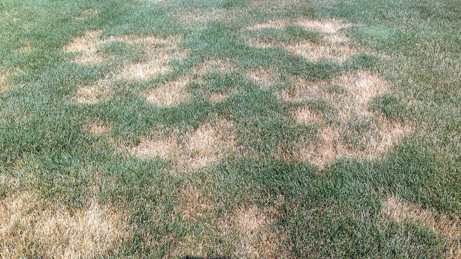 A round tan patch in a sunny lawn with a subtle ring shape and mixed green and brown turf, real photo