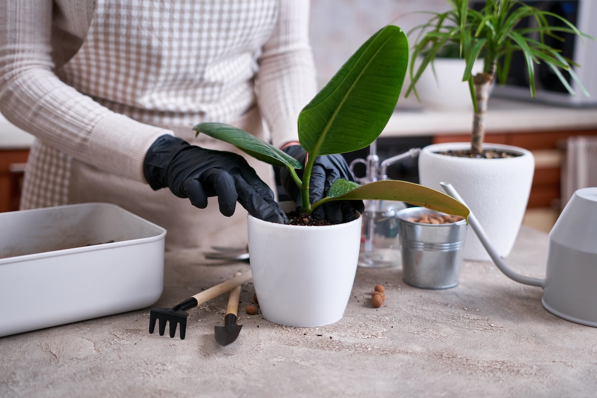 A rubber plant being repotted into a slightly larger pot with fresh chunky potting mix, indoors on a table with gardening tools