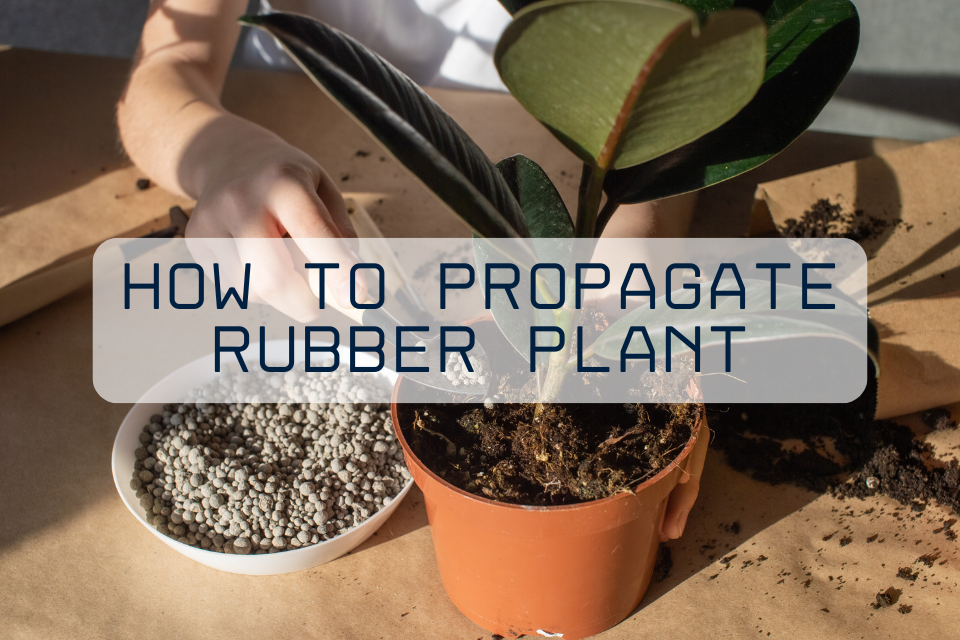 A rubber plant cutting planted in a small terracotta pot with airy potting mix, sitting on a bright indoor table near a window
