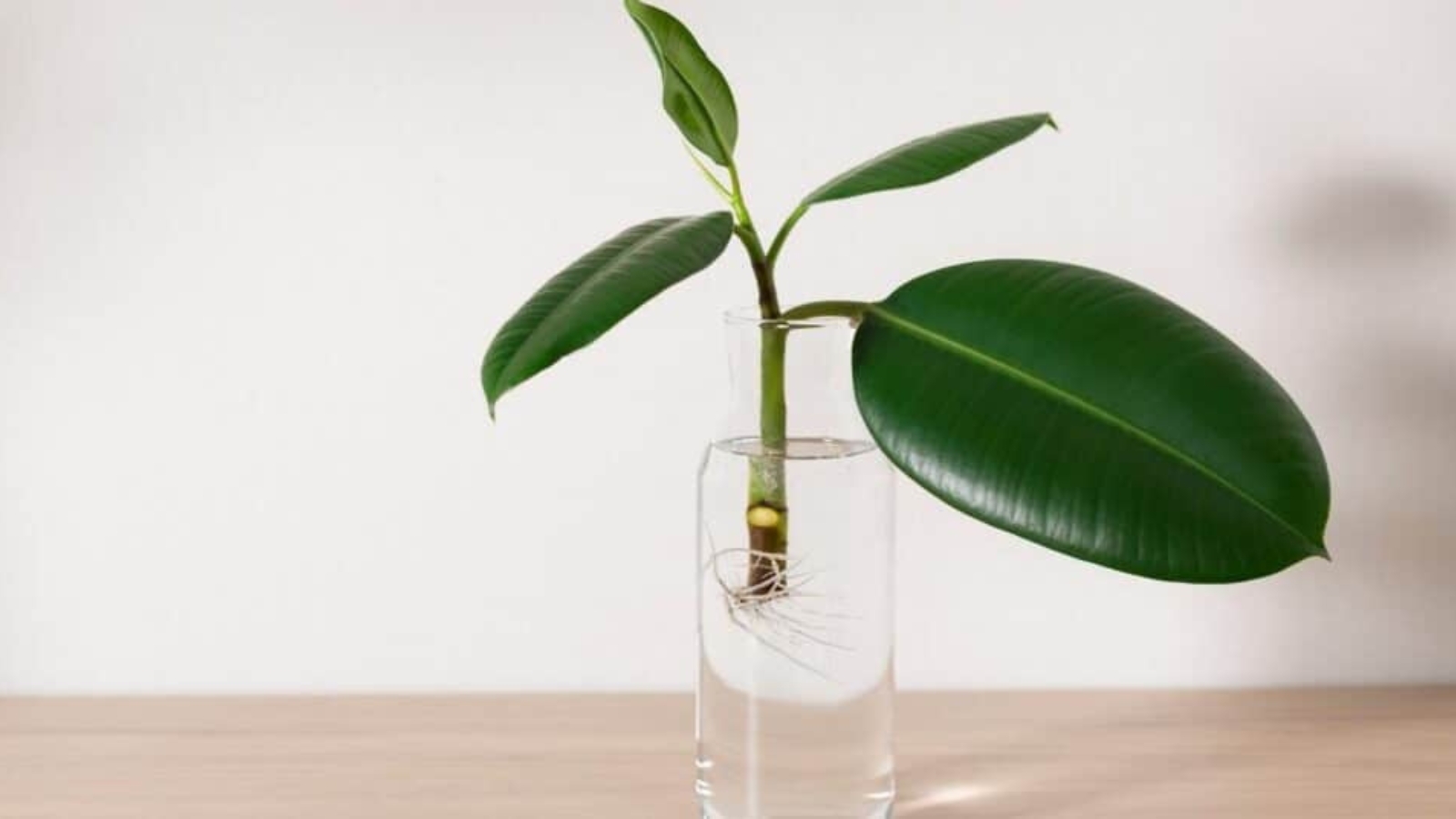 A rubber plant cutting rooting in a clear glass jar of water on a windowsill with bright indirect light, with small white roots visible beneath the node