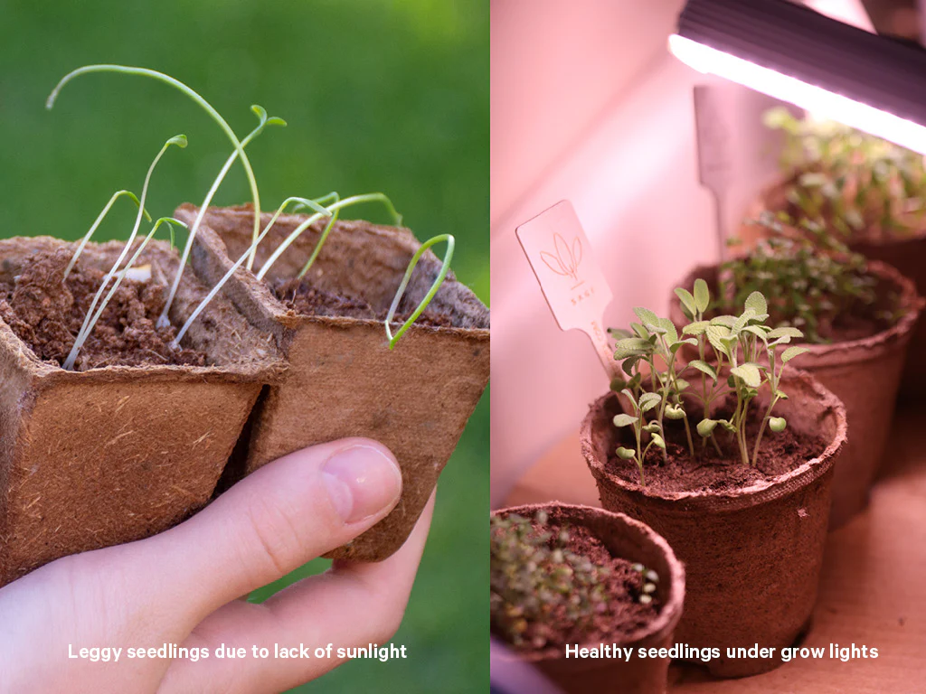 A seed tray of oregano seedlings with small green leaves growing under a simple indoor grow light on a shelf