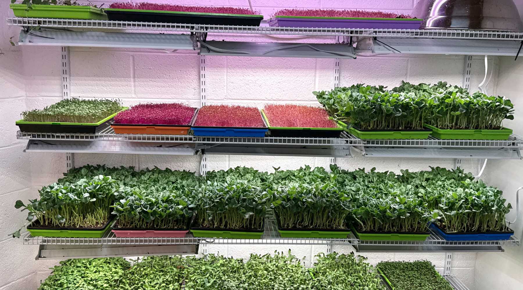 How to Grow Microgreens Indoors