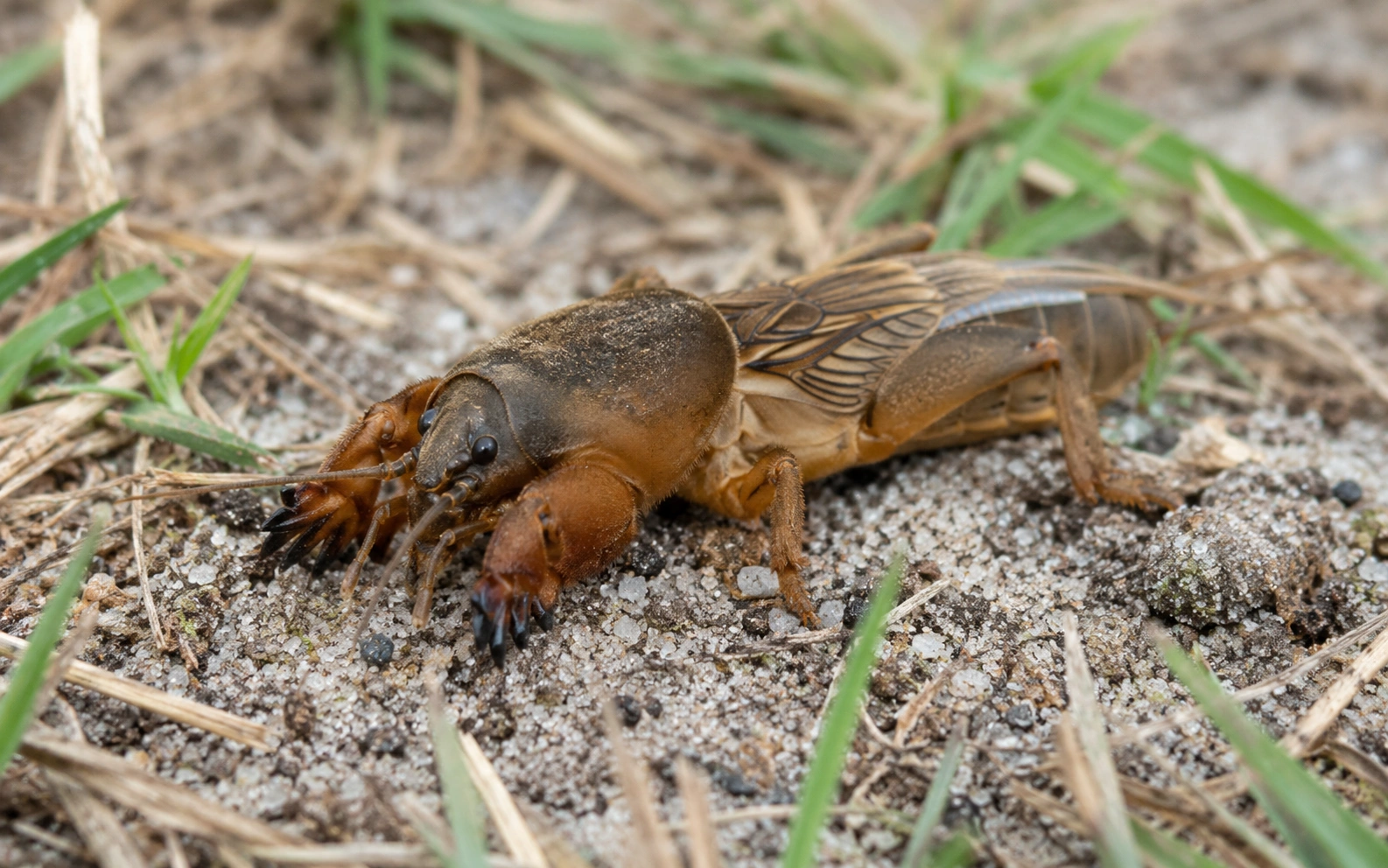 A sharp close-up photograph of a mole cricket on soil, showing its shovel-like front legs and brown segmented body