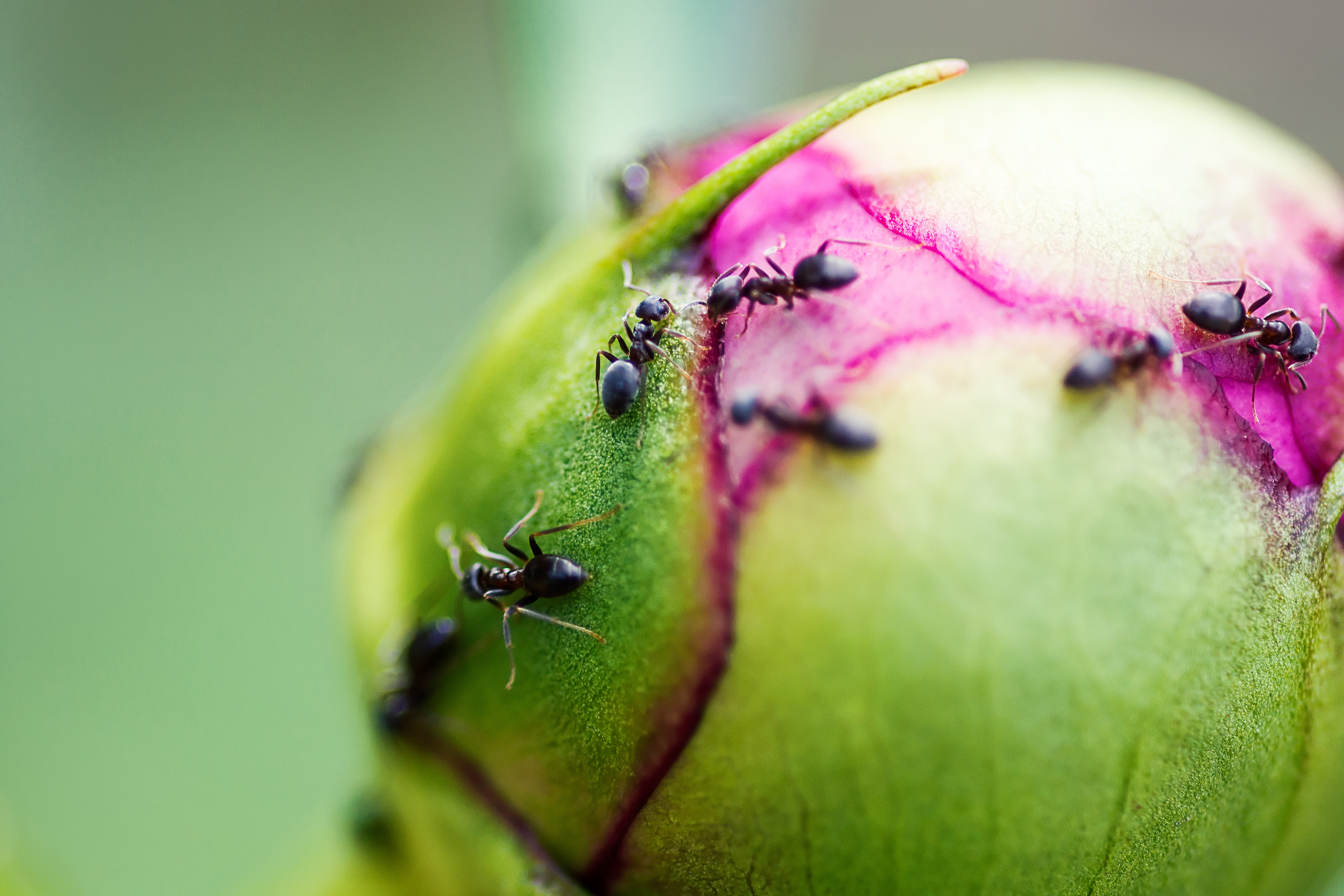 A sharp close-up photograph of several small ants walking over a peony bud with a slightly glossy, sticky surface
