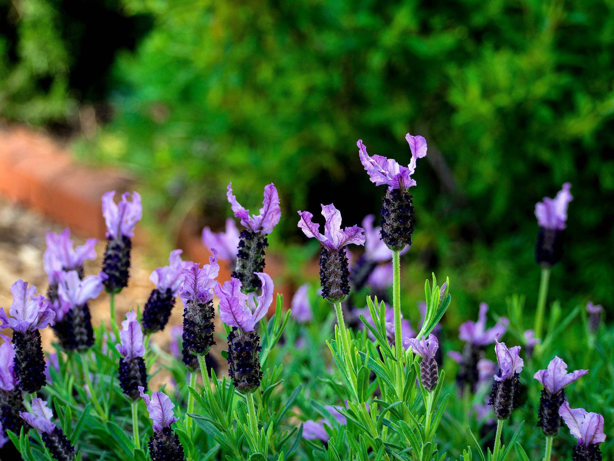 A sharp macro photo of a Spanish lavender bloom showing the tuft of upright bracts above a dark, pinecone-like flower head
