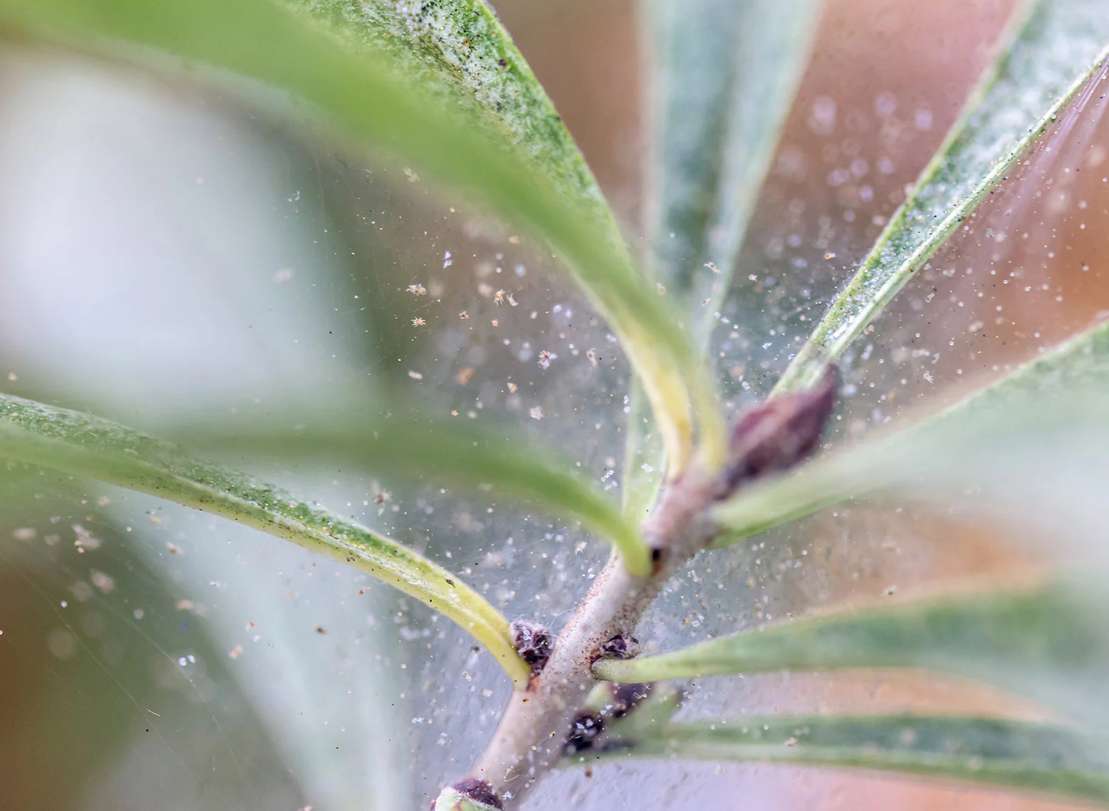 A sharp macro photo of fine spider mite webbing stretched between two houseplant leaves near a stem junction, shot in soft indoor daylight
