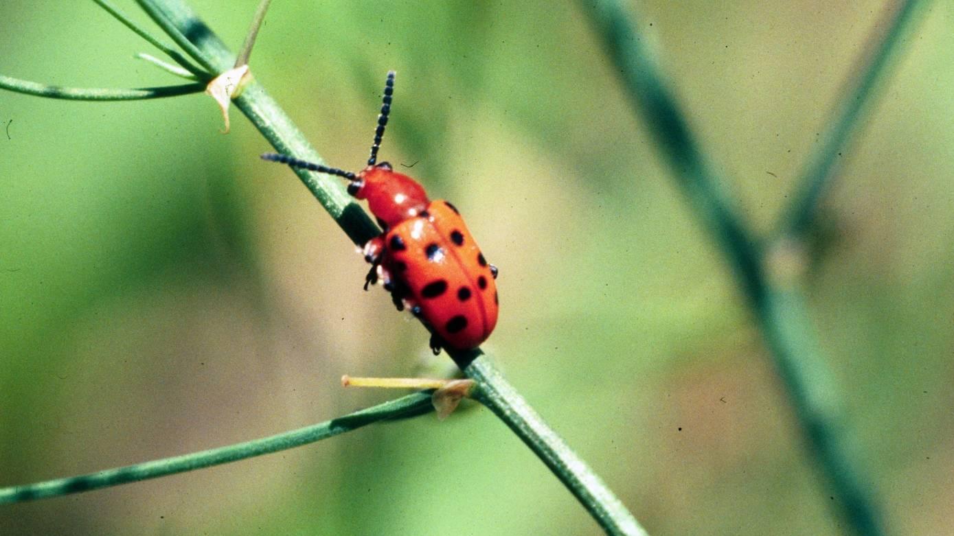 A sharp outdoor photograph of a bright orange spotted asparagus beetle with black spots resting on airy asparagus fern foliage