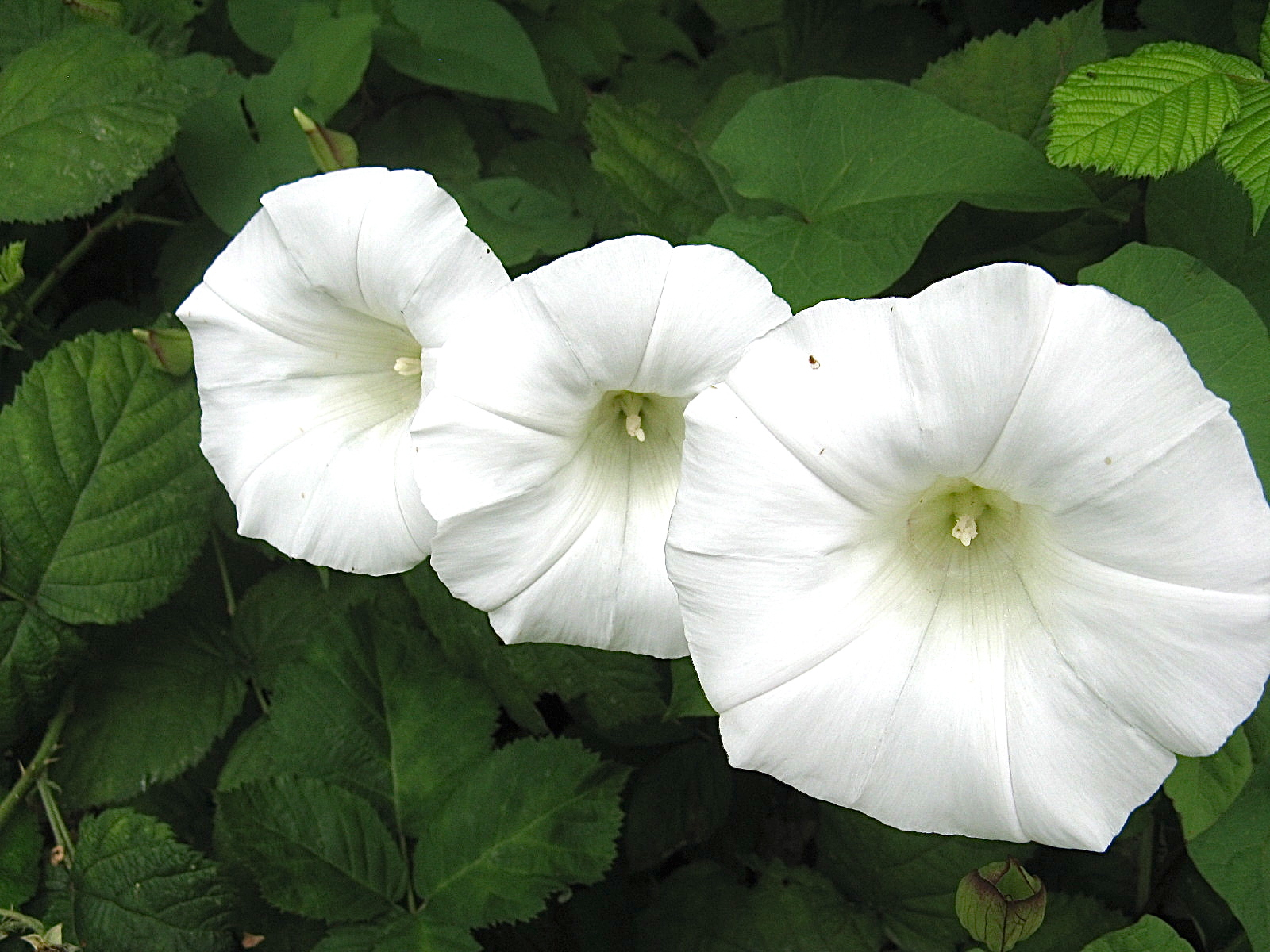 A sharp real photo of a small white bindweed funnel flower on a twining vine with arrow-shaped leaves growing in garden soil