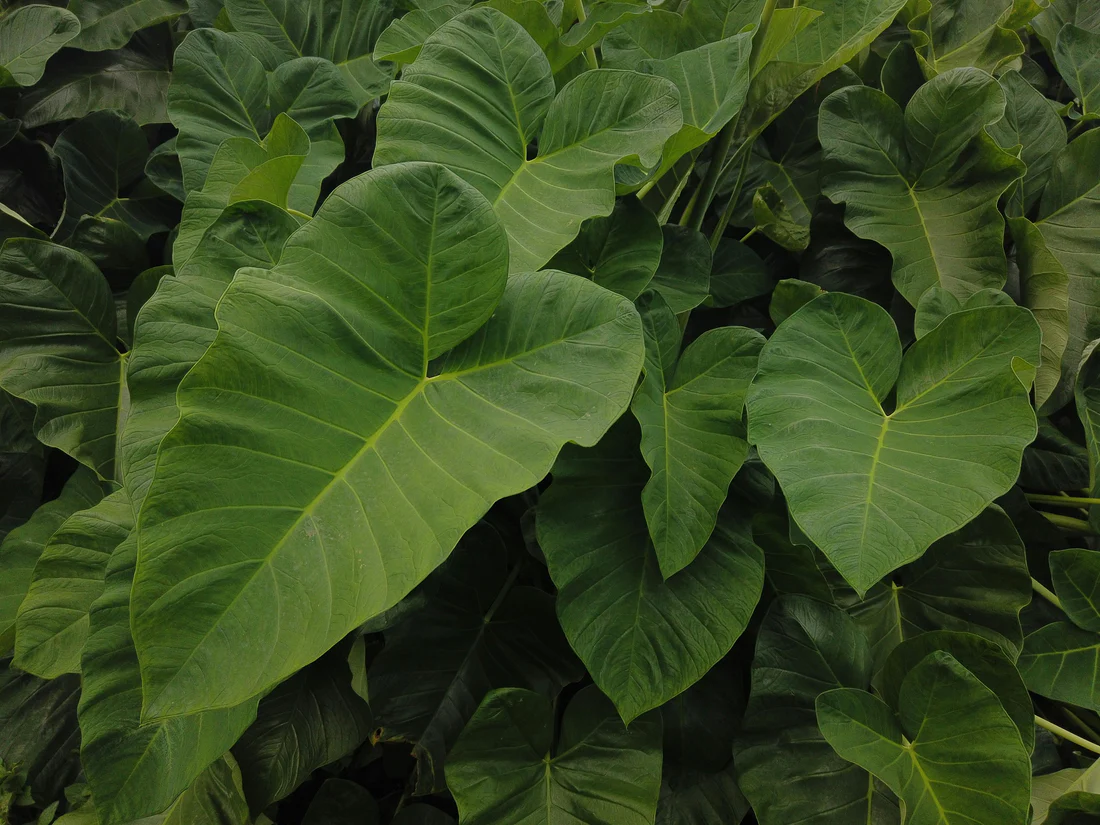 A single Colocasia elephant ear planted at the edge of a garden pond, with large leaves arching over shallow water and damp soil