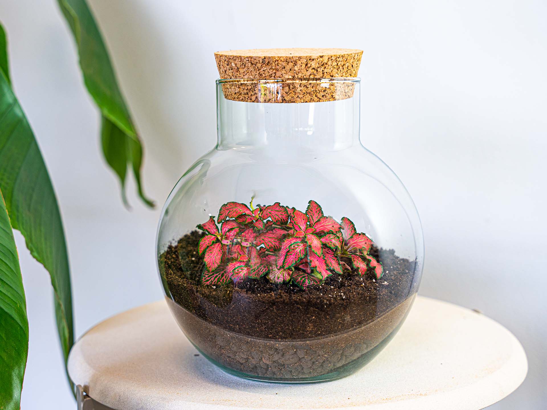 A single Fittonia nerve plant growing inside a clear glass terrarium jar with moist soil and small stones, gentle window light reflecting on the glass, photorealistic