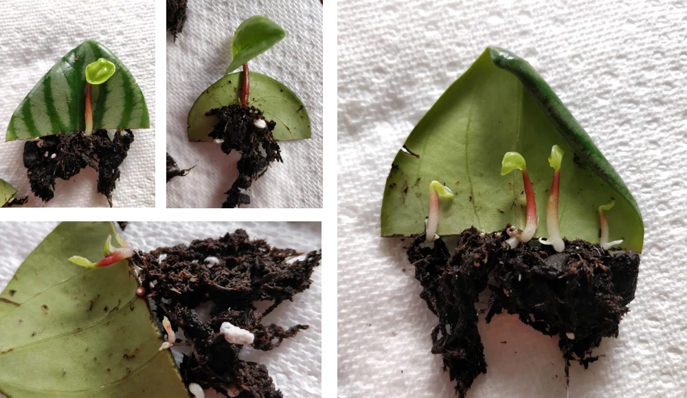 A single Watermelon Peperomia leaf cutting inserted into a small nursery pot with moist perlite-rich mix, covered nearby with a clear plastic dome, real indoor photo