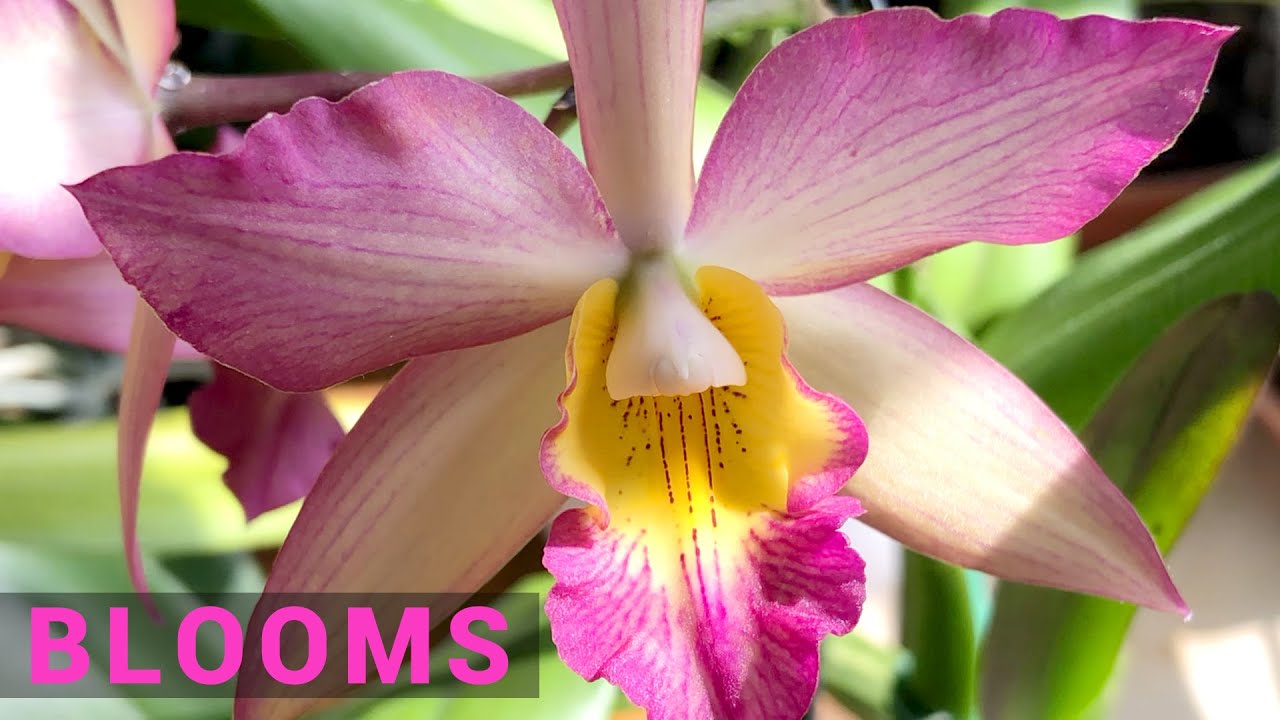 Featured image for Cattleya Orchid Care for Beginners