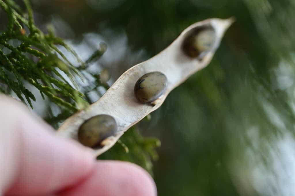 A single brown wisteria seed pod hanging from a vine among green leaves in late summer natural light