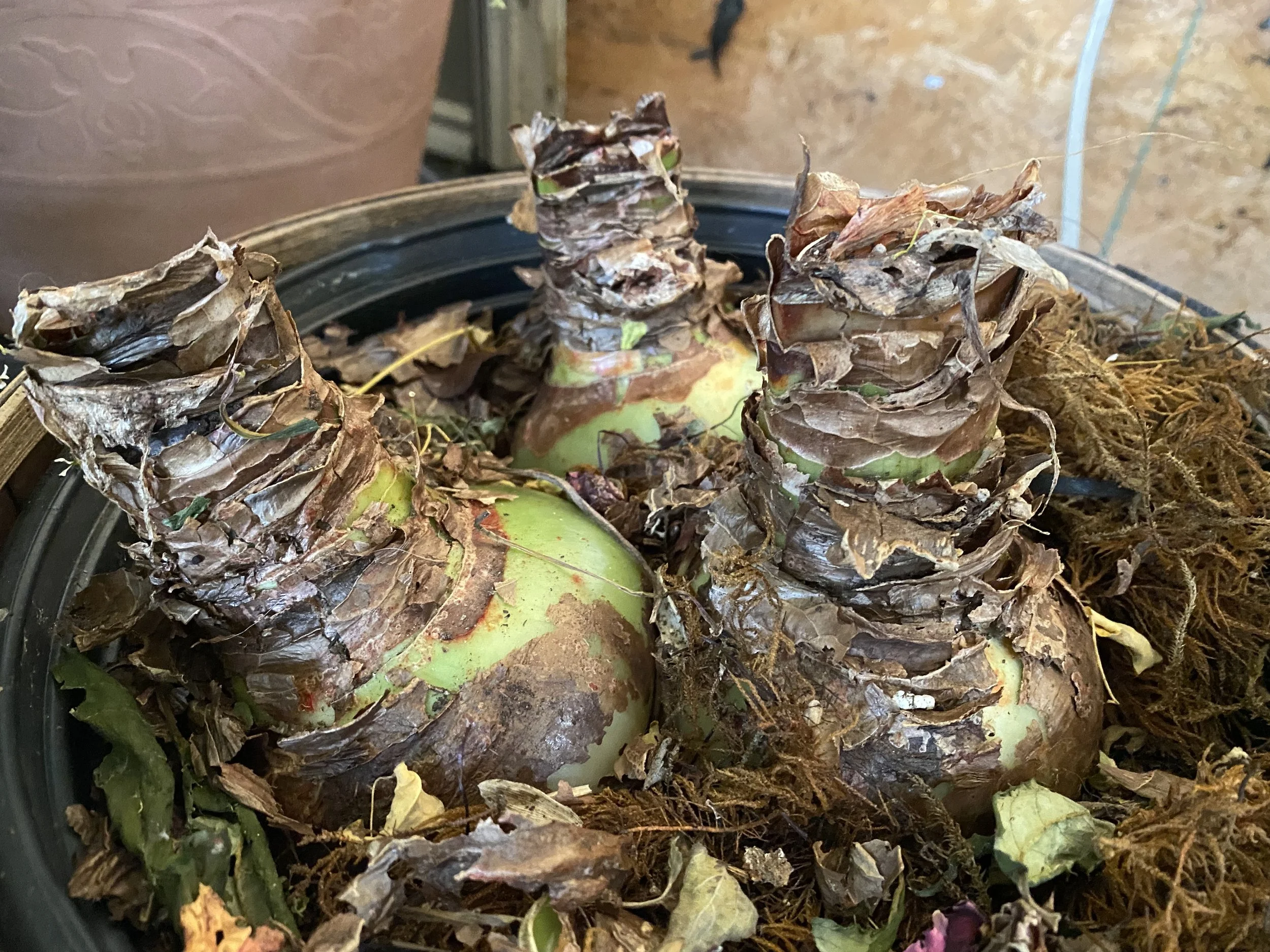 A single dormant amaryllis (Hippeastrum) bulb resting in a paper bag on a closet shelf, realistic home storage photo with no labels