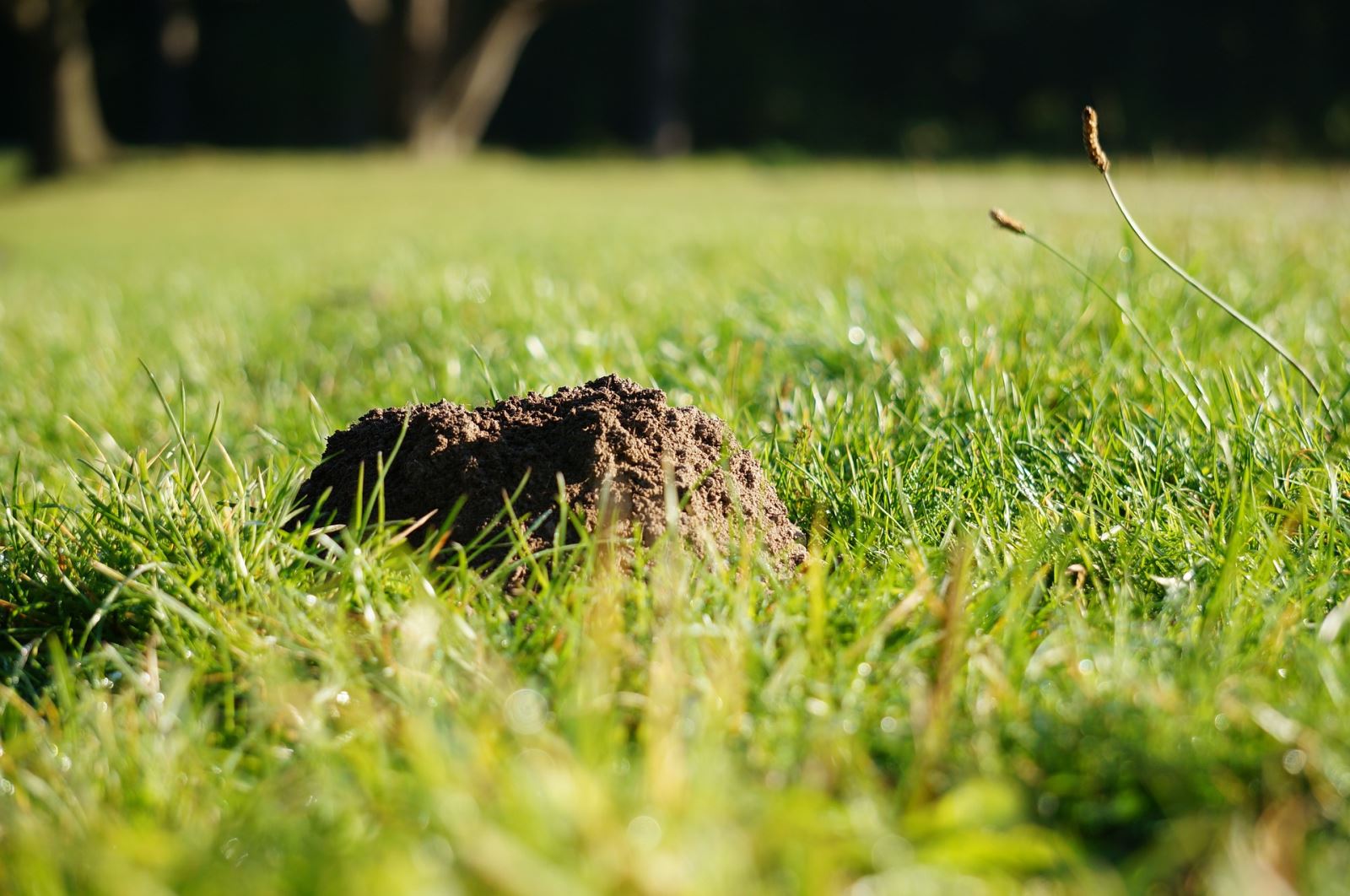 A single fresh molehill mound in a green lawn with loose soil piled up in a cone shape, sunny outdoor photo