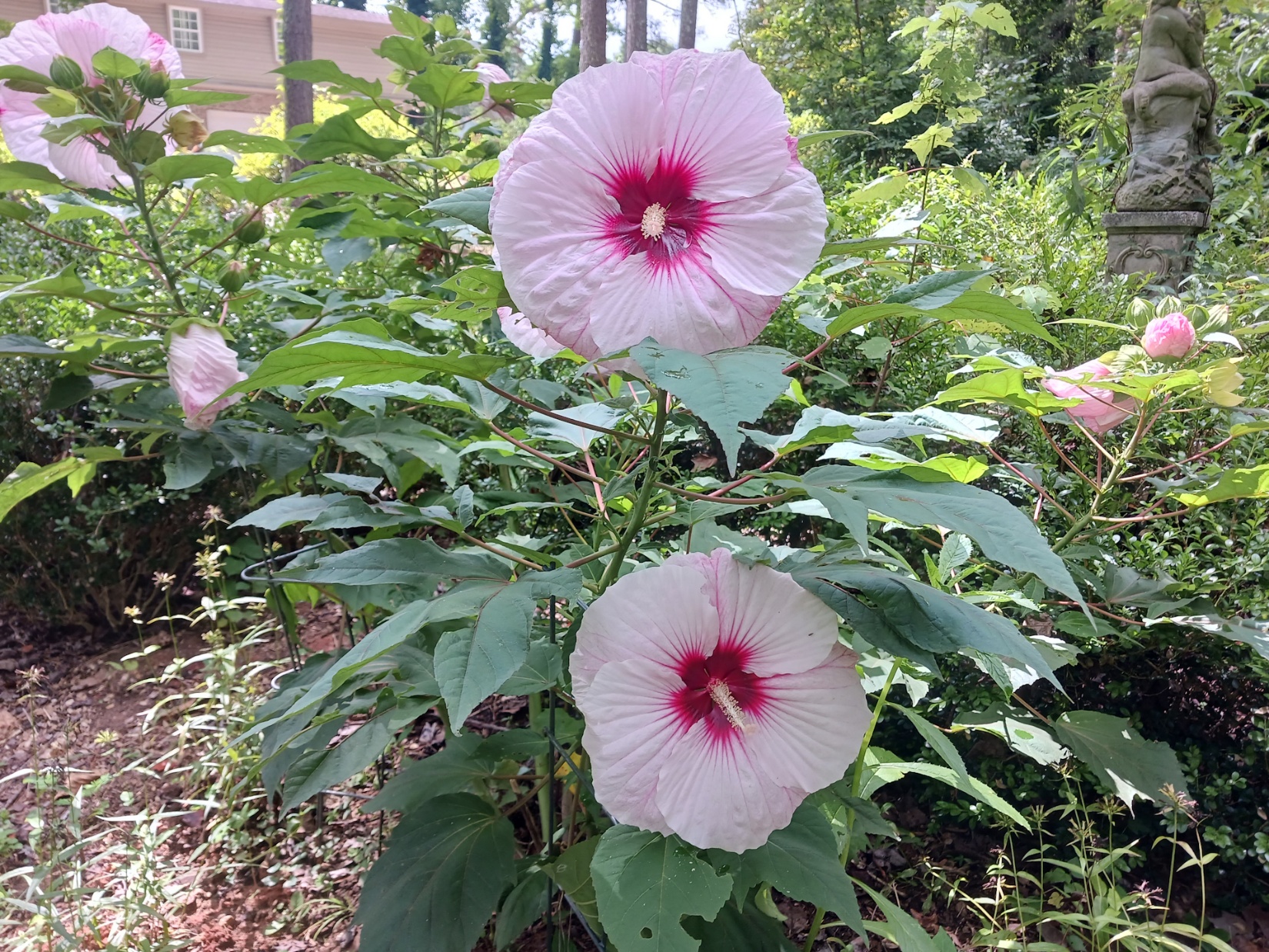 Hardy Hibiscus Care and Spring Cutback
