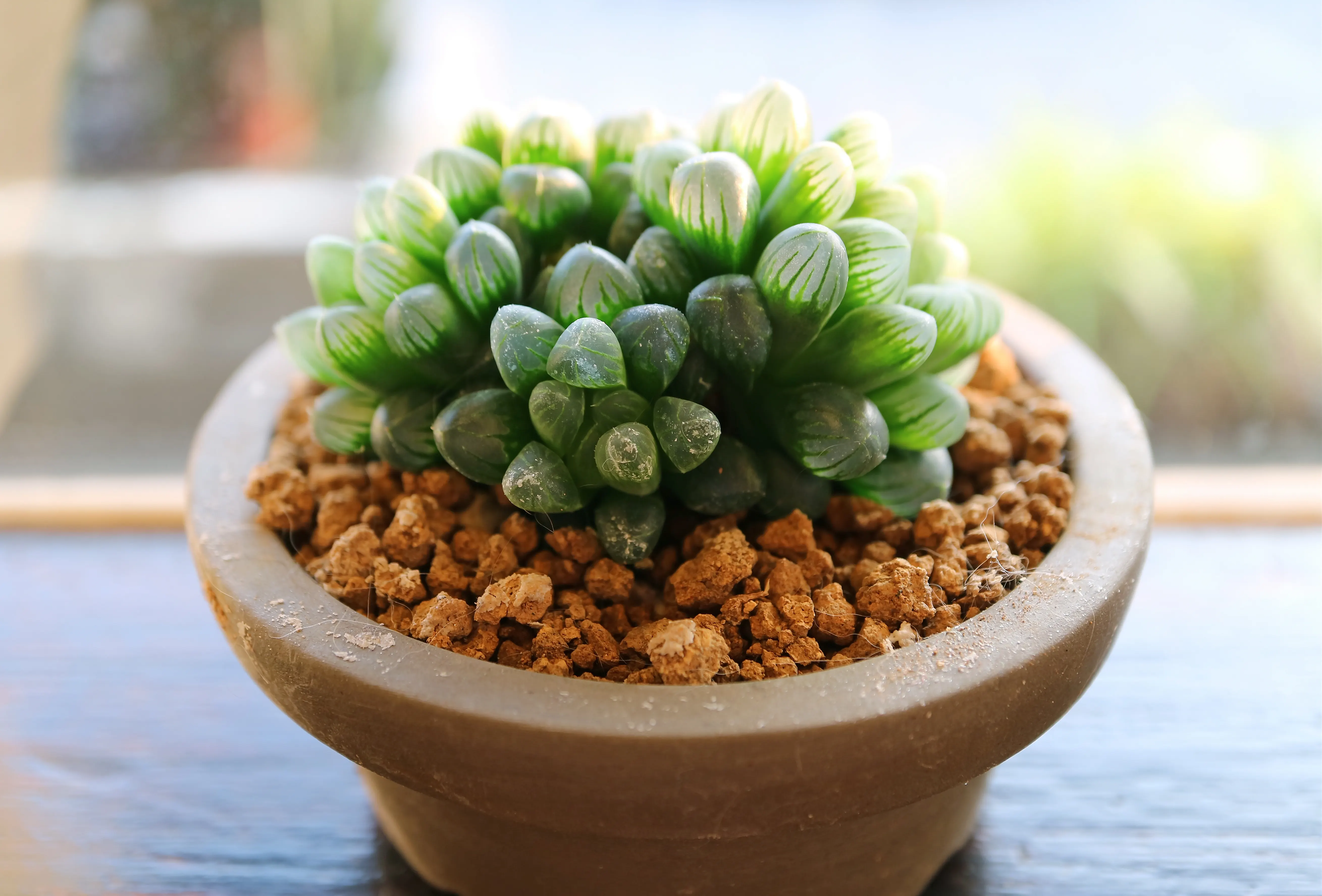 A single haworthia rosette in a small terracotta pot on a bright windowsill with soft indirect daylight, shallow depth of field, realistic indoor plant photography