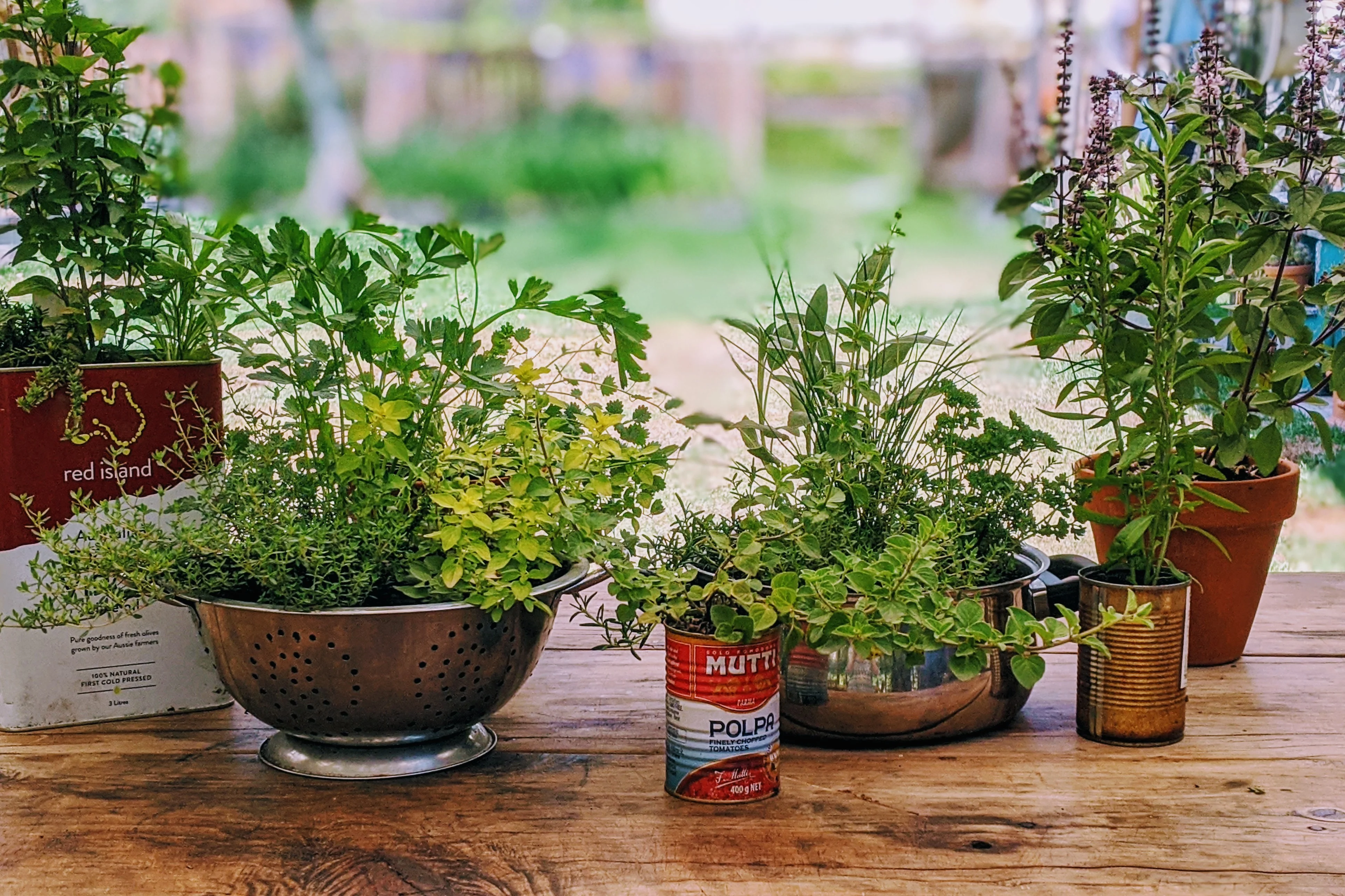 A single oregano plant in a clay pot on a wooden patio table with morning sunlight and a watering can nearby