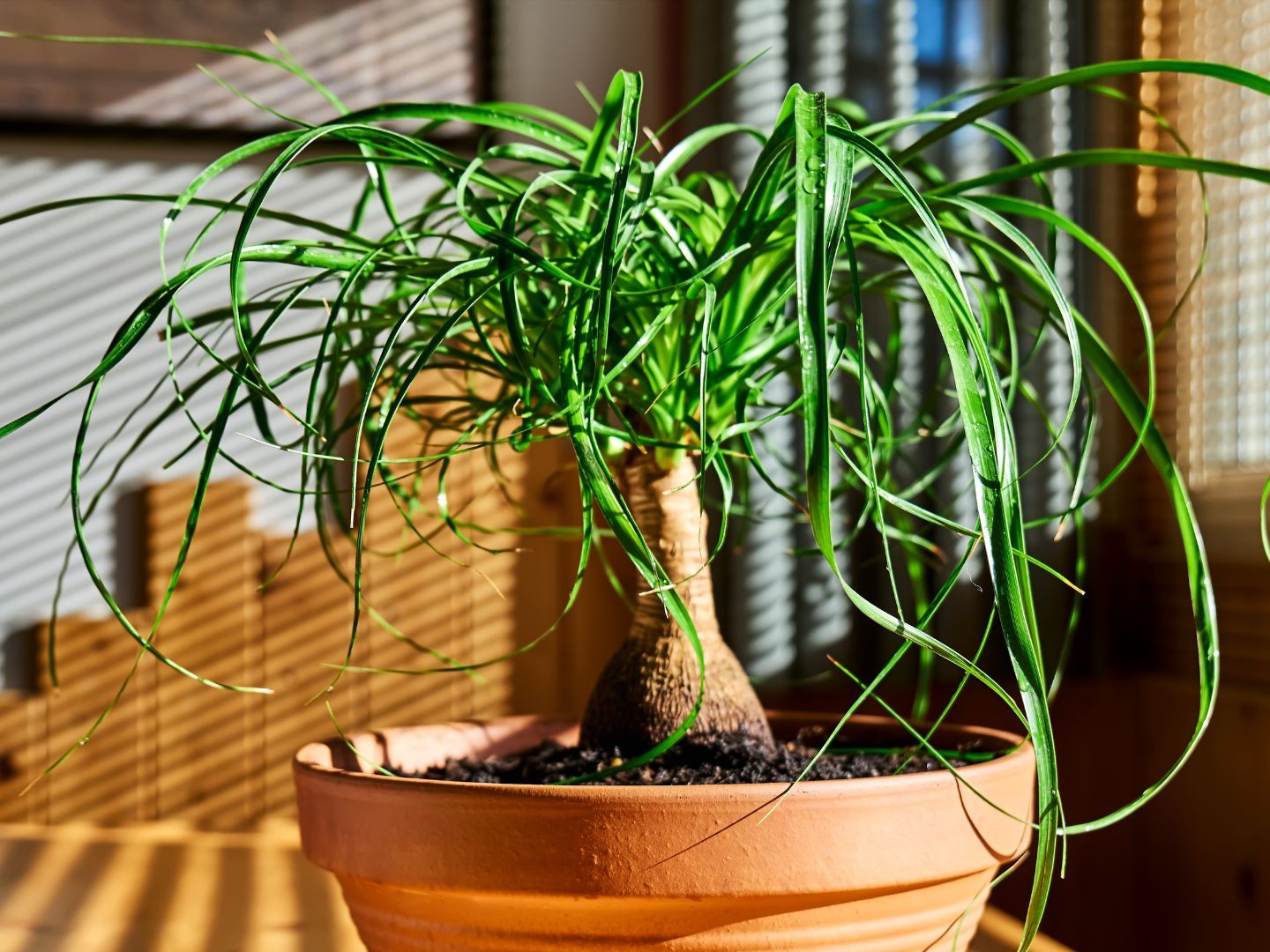 Featured image for Ponytail Palm Care for Beginners