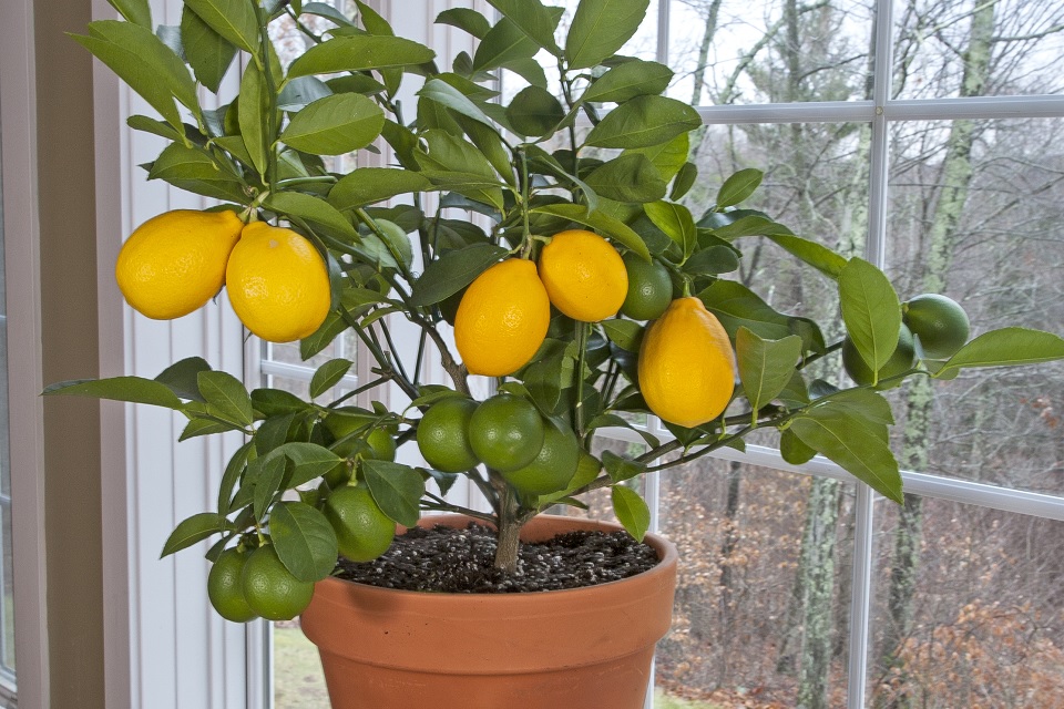 Featured image for How to Grow Lemon Trees Indoors