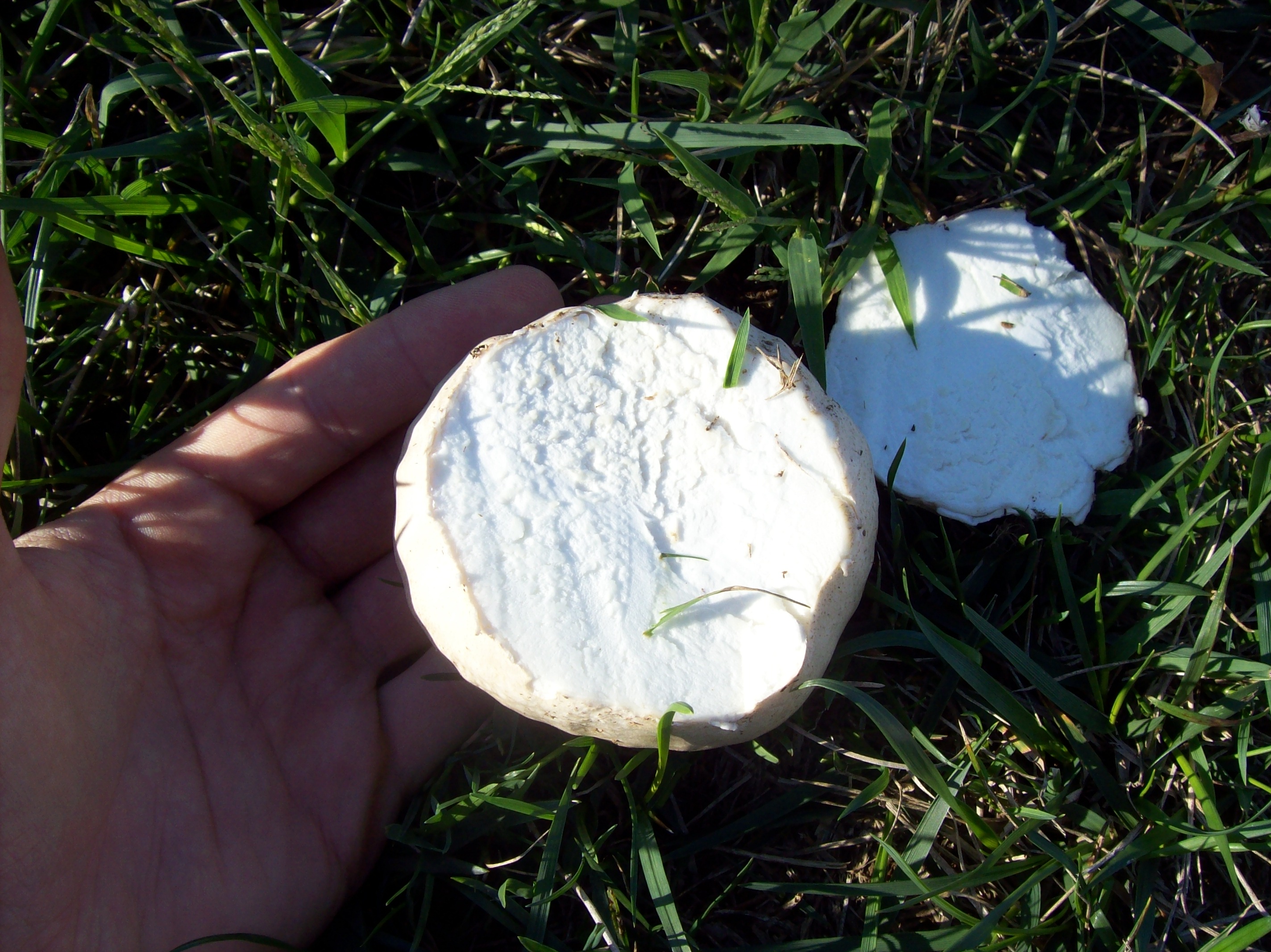 A single round puffball mushroom sitting in short grass on a suburban lawn, real photography style