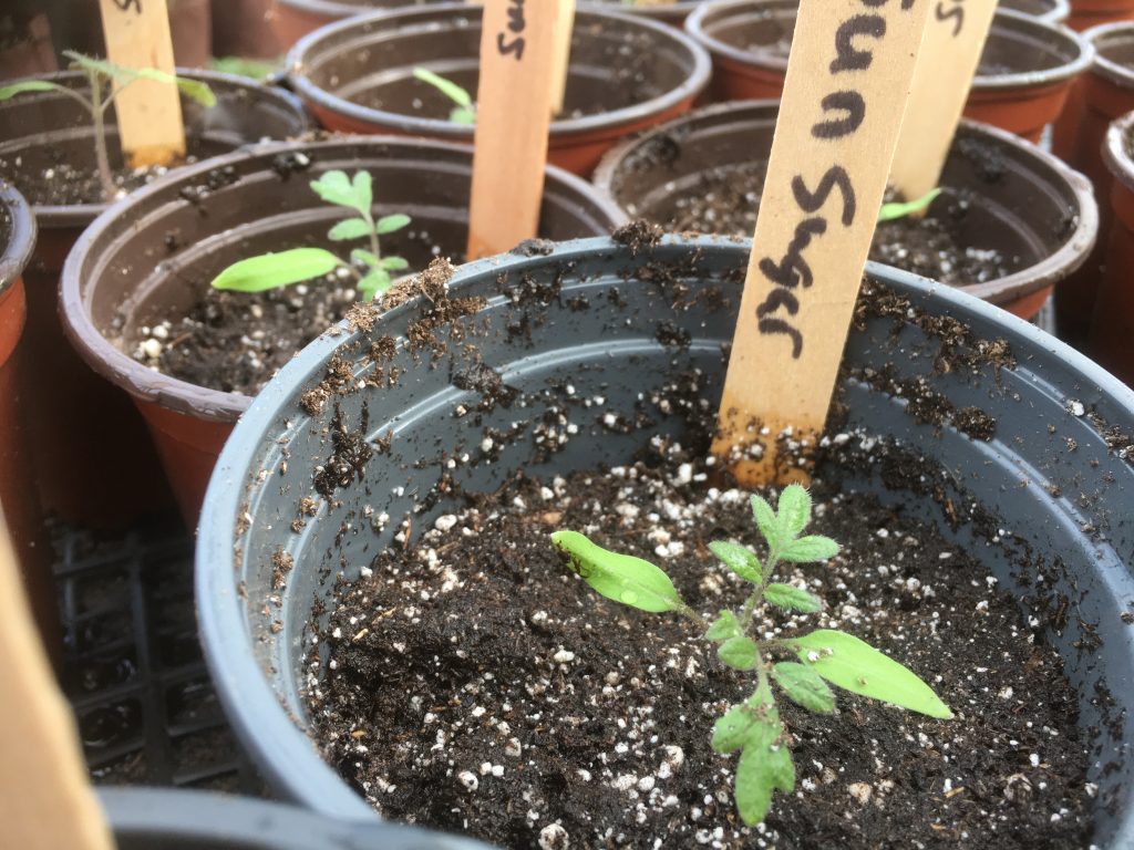 A single tomato seedling being set deeper into a small nursery pot filled with potting soil, hands gently firming soil around the stem, realistic photo