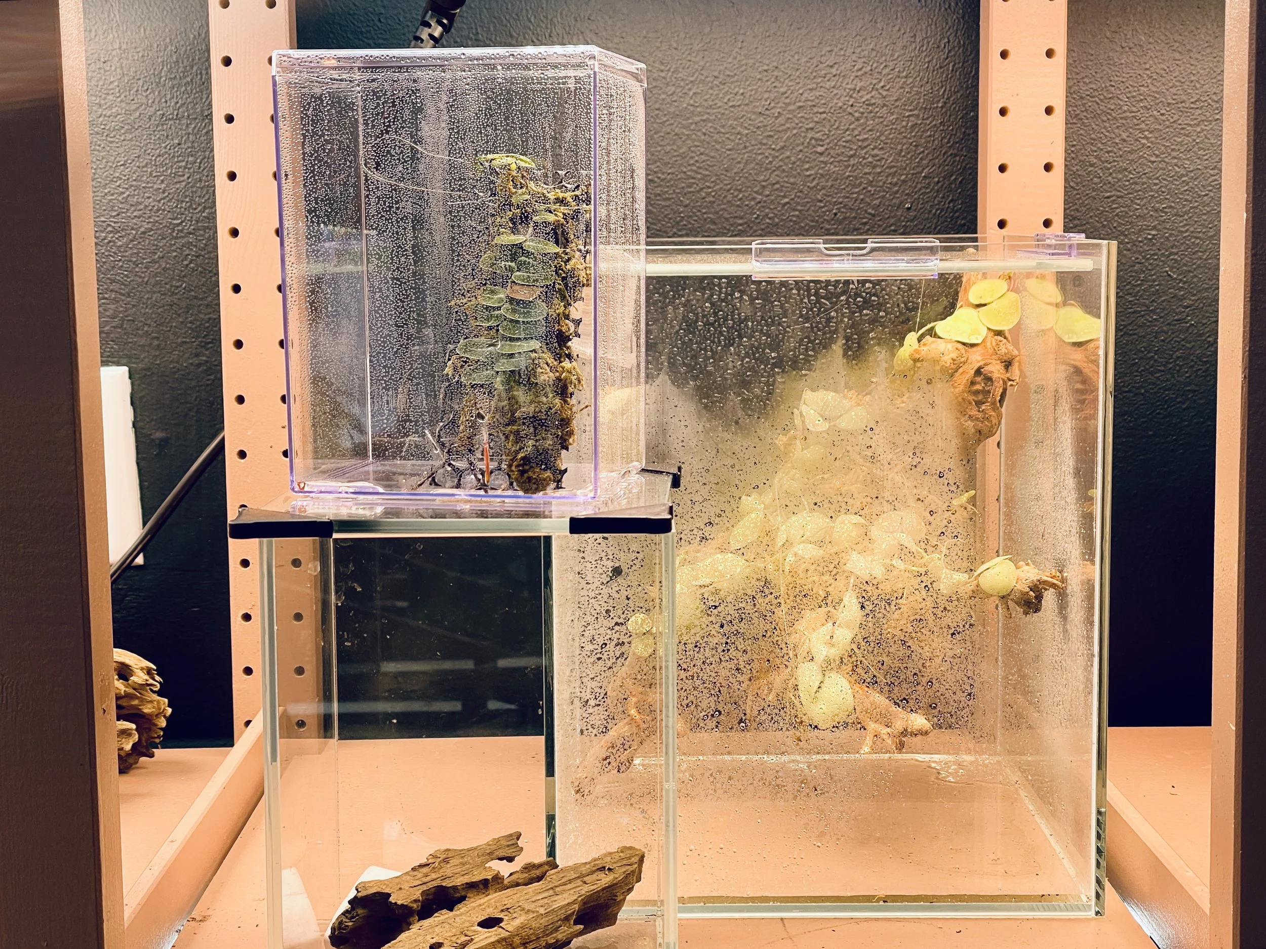 A small Nepenthes plant in its pot placed inside a clear glass terrarium under a bright grow light, real photo