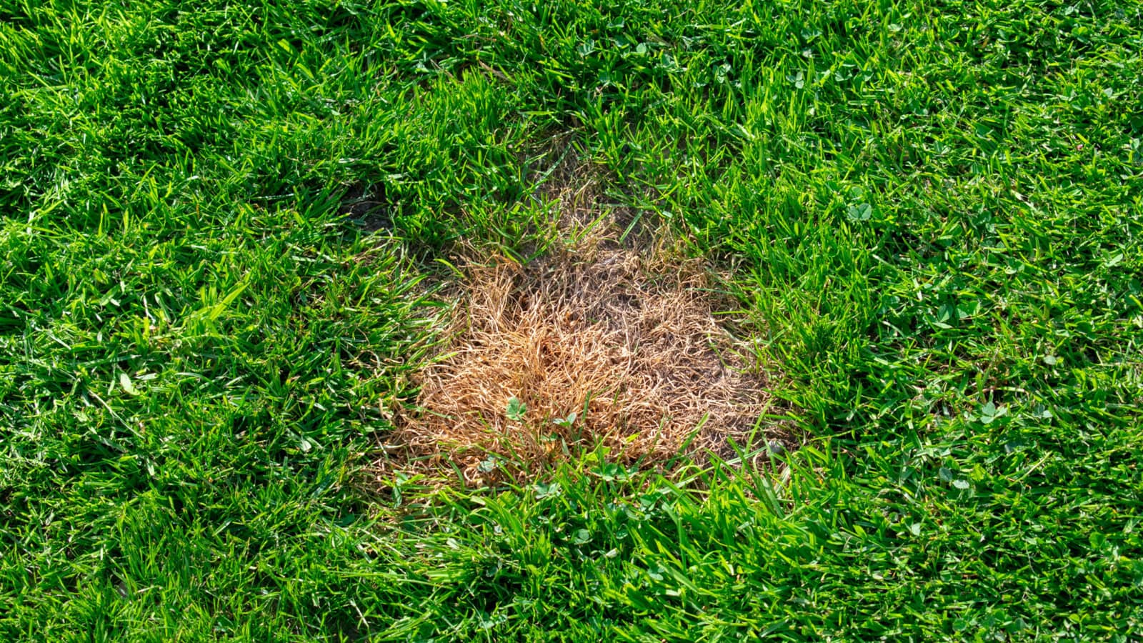 A small circular brown patch with a dark green ring in a backyard lawn, typical dog urine burn pattern, real photo