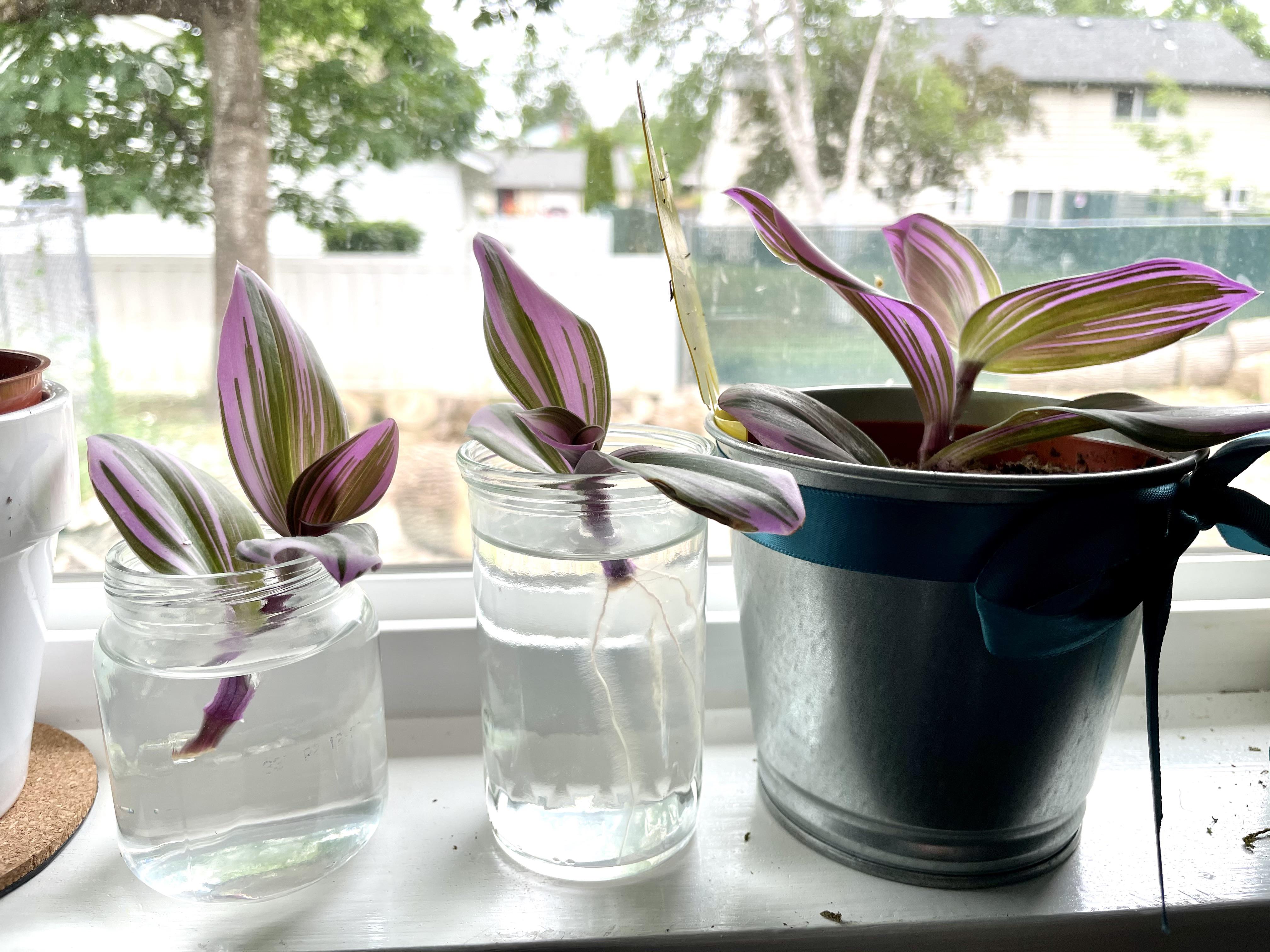 A small clear glass jar on a windowsill holding several Tradescantia stem cuttings rooting in water, with visible white roots and purple striped leaves, photorealistic