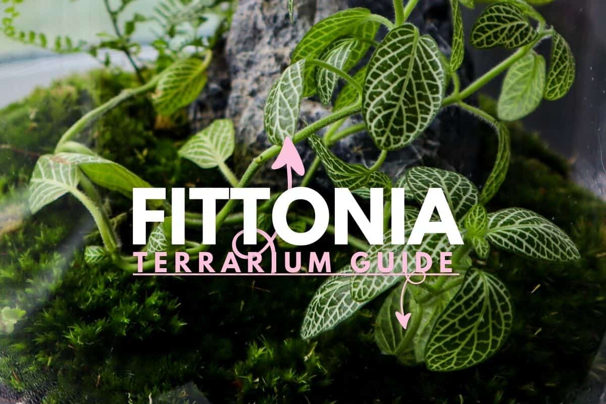 A small closed terrarium planted with fittonia and bright green moss, with tiny water droplets on the glass