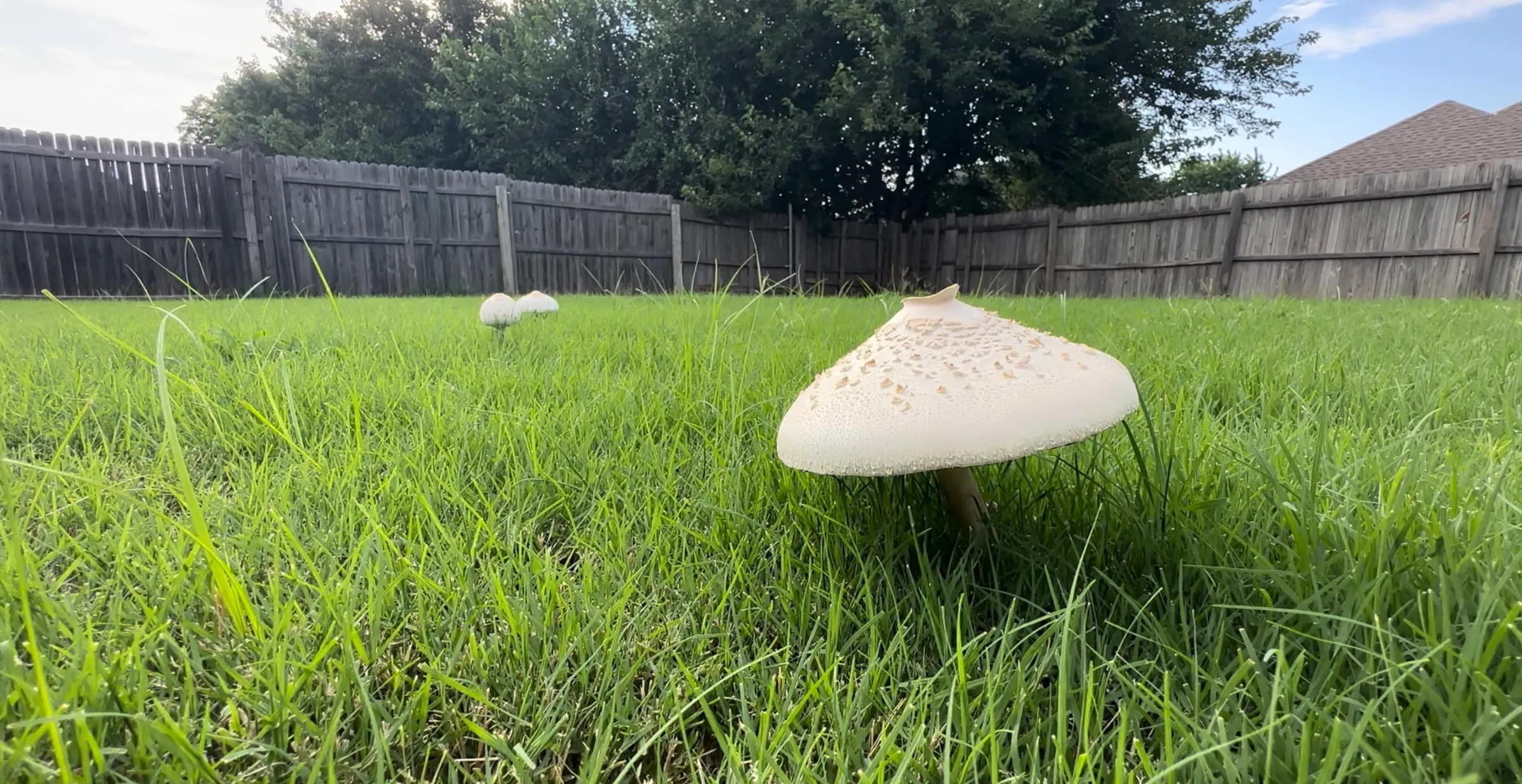 Featured image for Mushrooms in Your Lawn: What They Mean and When to Act