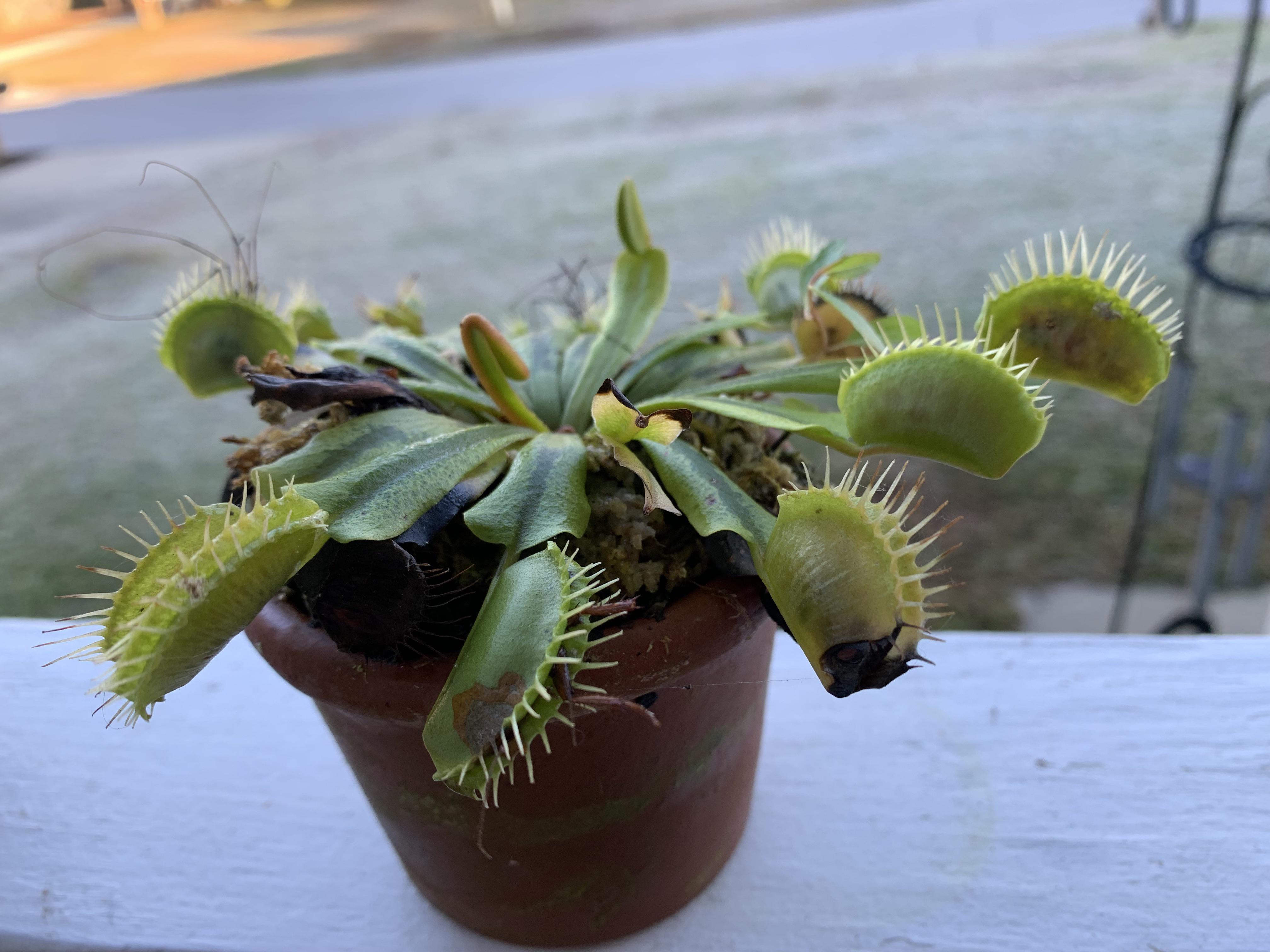 A small potted Venus flytrap in winter dormancy with shorter leaves and a few darkened older traps, sitting on a cool windowsill with soft gray winter light, photorealistic