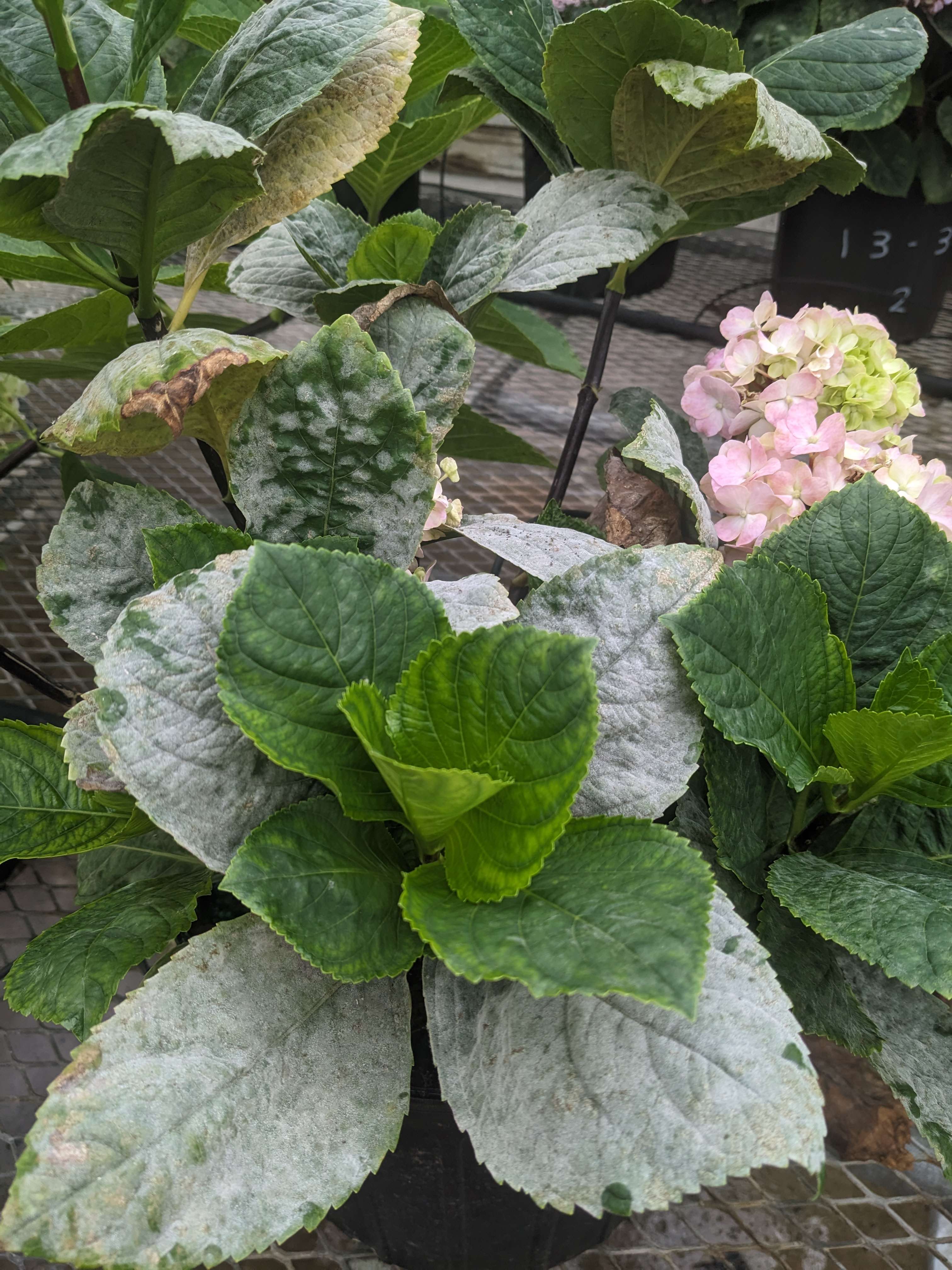 A smooth hydrangea leaf showing a light white powdery mildew coating on the surface