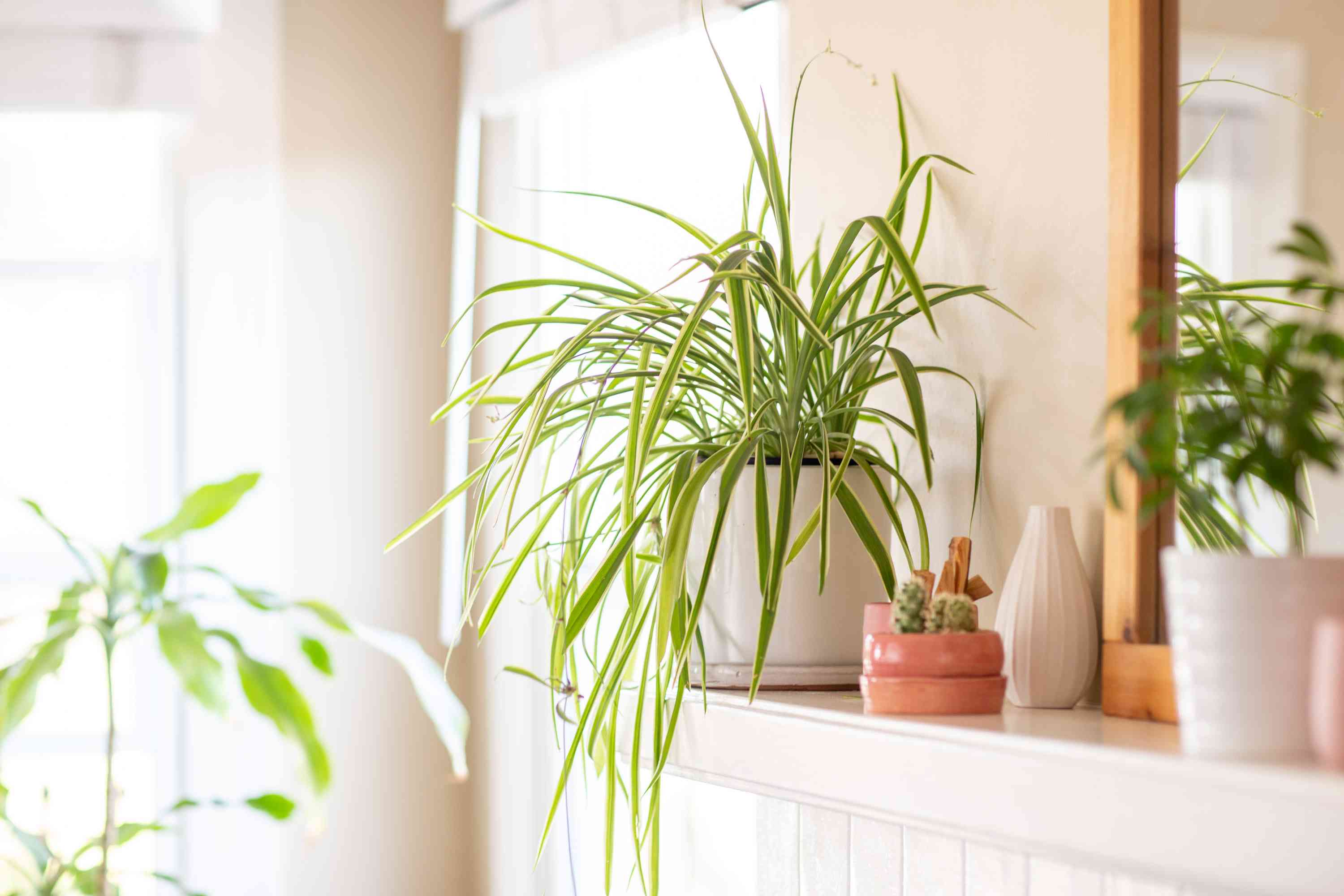 A spider plant on a table near a bright window with a sheer curtain filtering sunlight, leaves arching outward